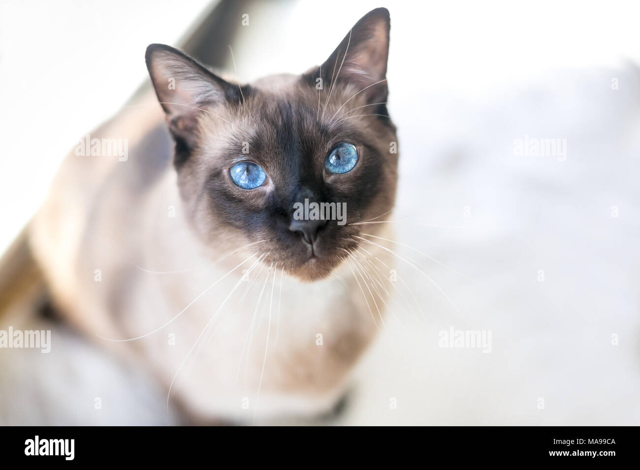 Ritratto di una razza di gatto siamese con punto di tenuta delle marcature e brillante occhi blu Foto Stock