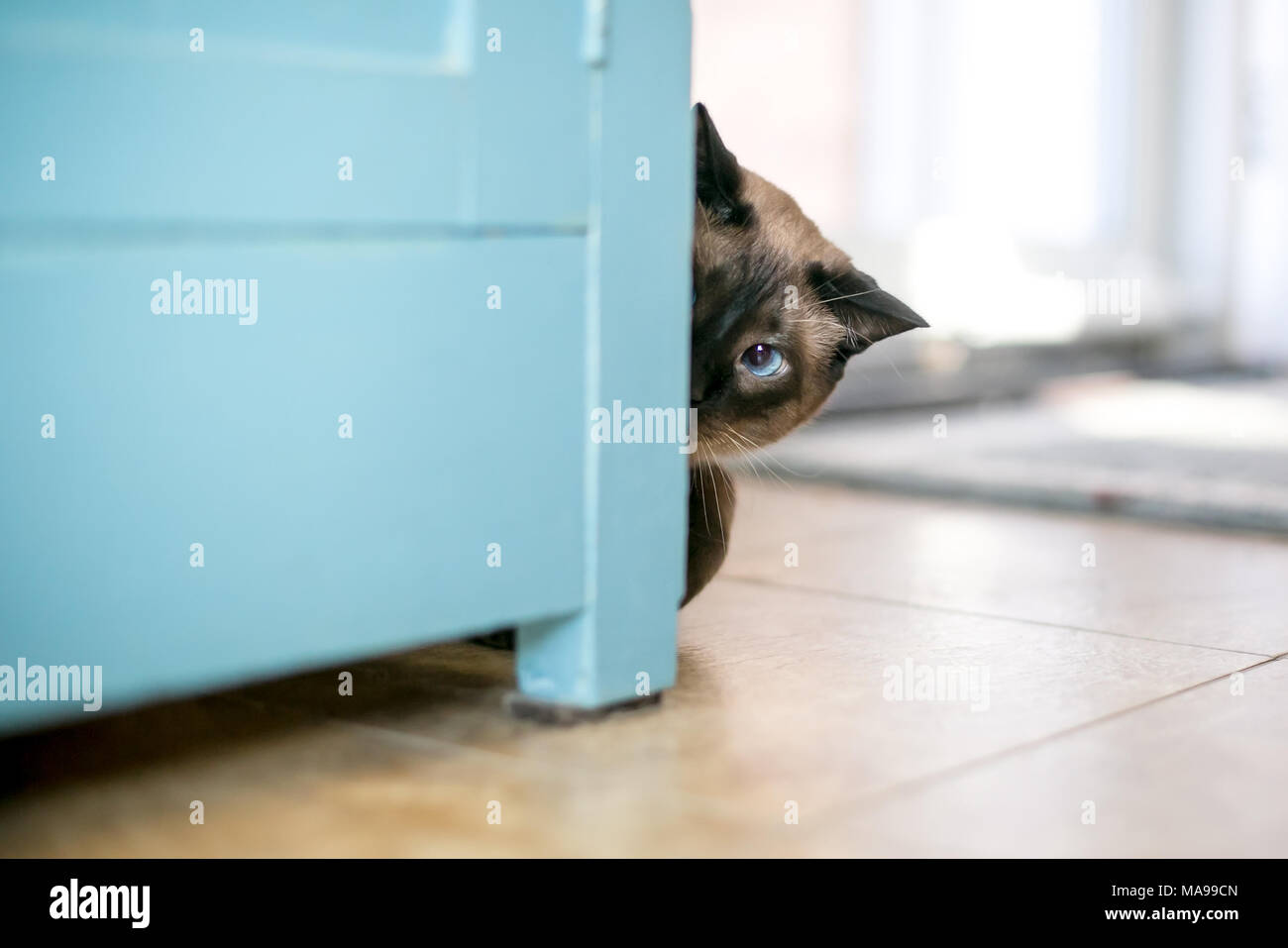 Un gatto siamese gatto peeking intorno a un cabinet Foto Stock