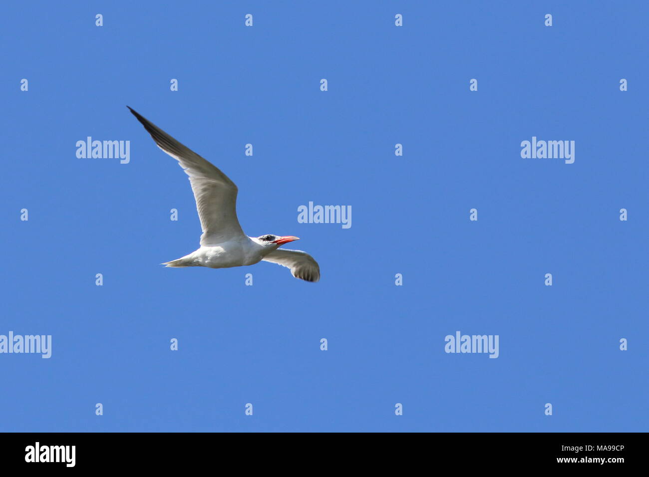 Hydroprogne caspia, Caspian Tern trovati in tutto il mondo, questi sono stati fotografati in Nuova Zelanda. Foto Stock