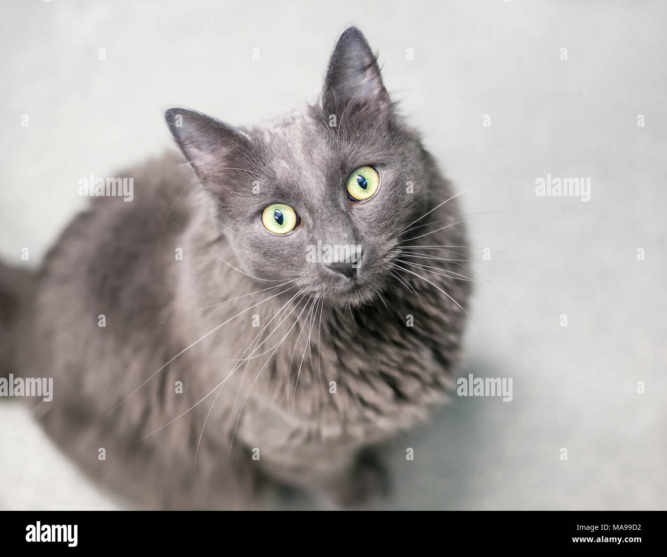 Un soffice interno grigio longhair cat Foto Stock