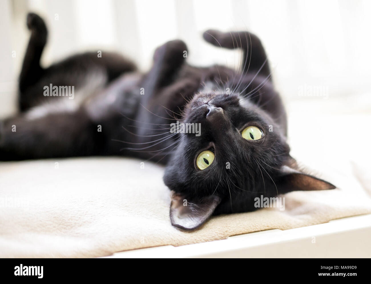 Un gatto nero con gli occhi gialli che giace capovolto Foto Stock