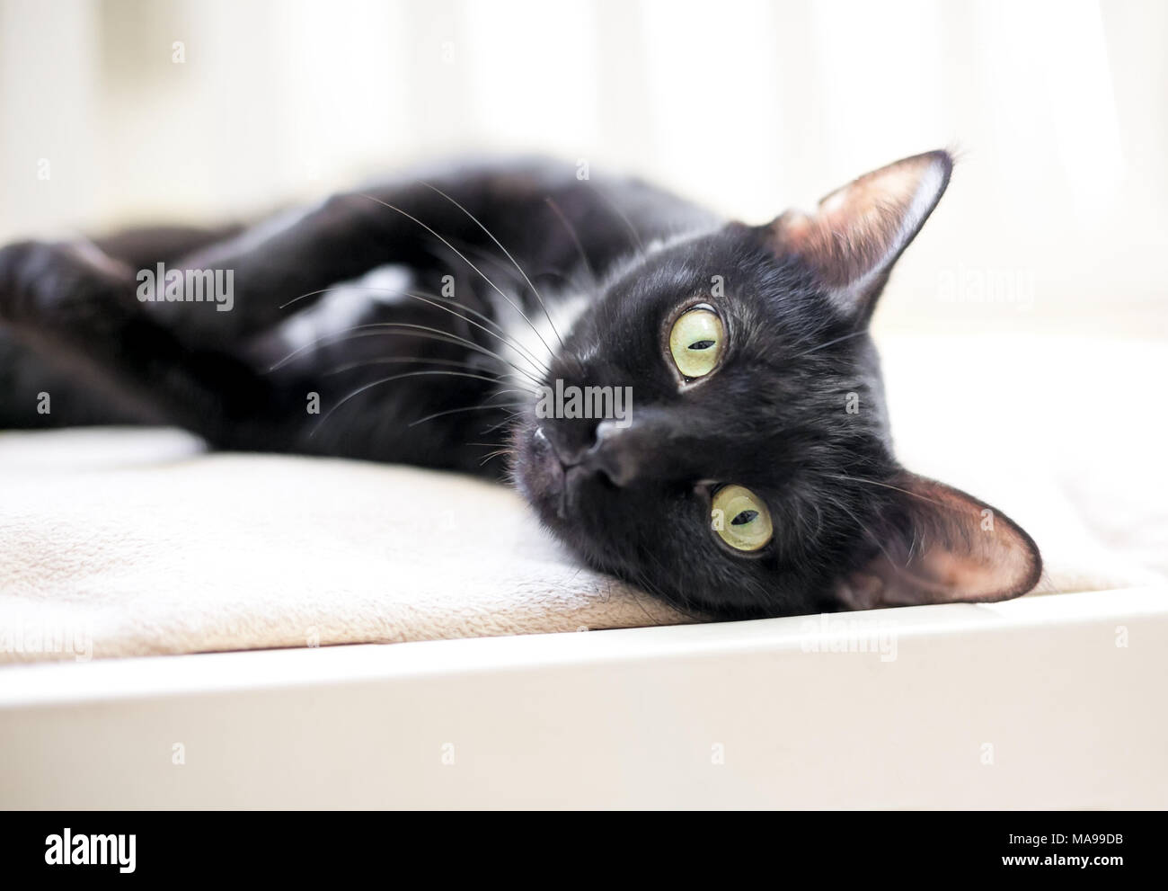 Un gatto nero con gli occhi gialli rilassante su un morbido manto Foto Stock
