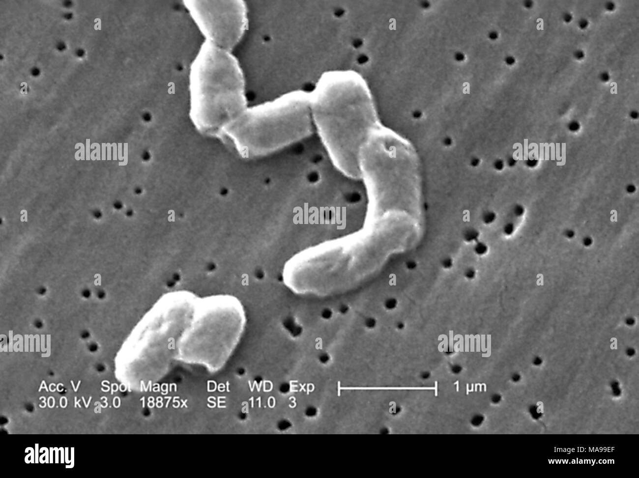 A forma di asta Gram-negative Salmonella Infantis batteri hanno rivelato nella scansione al microscopio elettronico (SEM) immagine, 2005. Immagine cortesia di centri per il controllo delle malattie (CDC) / Janice Haney Carr. () Foto Stock