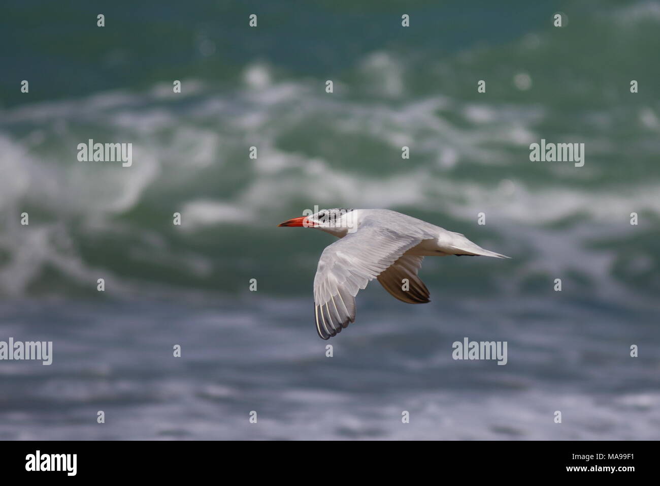 Hydroprogne caspia, Caspian Tern trovati in tutto il mondo, questi sono stati fotografati in Nuova Zelanda, contro il mare. Foto Stock