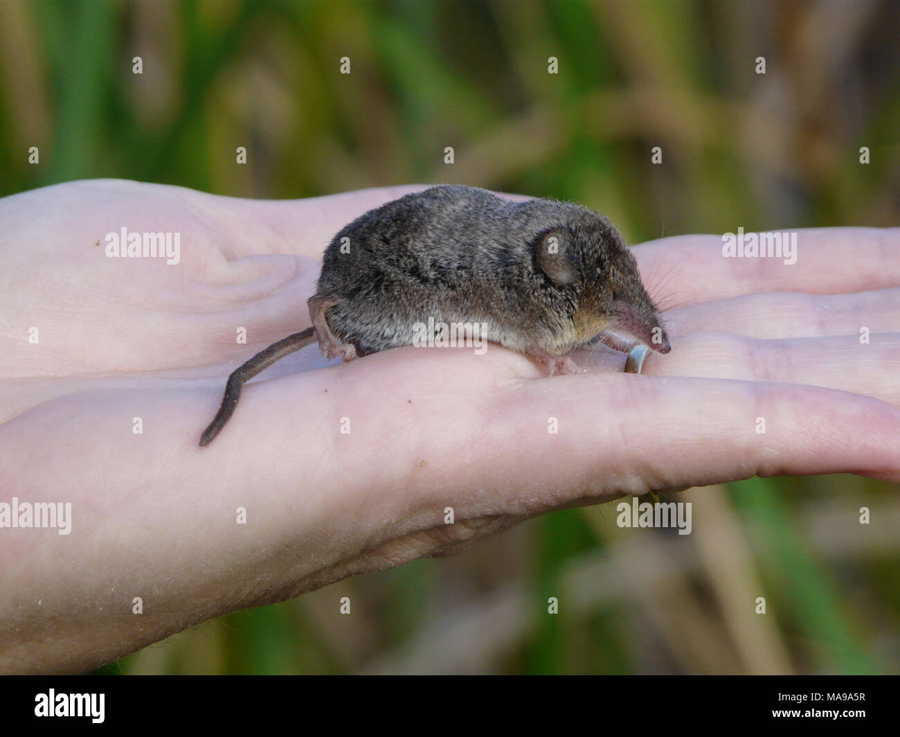 Buena Vista Lago Megera. Il Buena Vista Lago megera precedentemente occupata delle paludi di San Joaquin Valley e il Tulare bacino. La sua gamma è diventato molto limitata a causa della perdita di laghi e sloughs nella zona. Essa è stata registrata dalla Kern Lago di preservare la zona e il Kern National Wildlife Refuge in California. La distribuzione di corrente è sconosciuta ma probabilmente molto limitato a causa della perdita di habitat. Foto Stock