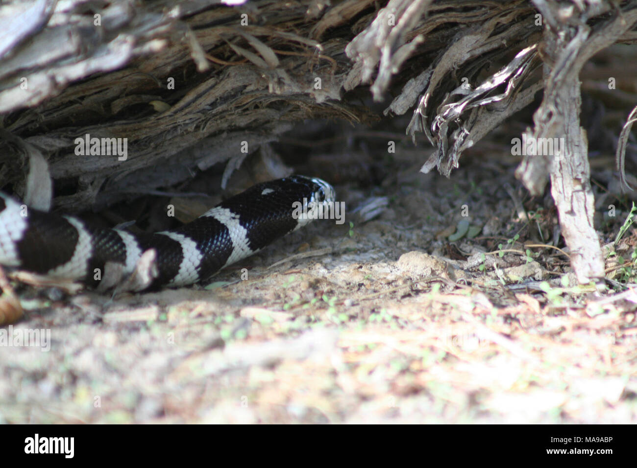 California kingsnake (L g Californiae). Intervallo: a est e a sud-ovest Oregon, California, Nevada sudoccidentale, Southern Utah e Arizona occidentale e nella Baja, Messico. Habitat: altamente adattabile; i boschi e le foreste di conifere, prati, campi coltivati e macchia tropicale e deserto. Spesso si trovano vicino ai ruscelli. Caratteristiche: nome scientifico significa la pelle lucida. Le scale sono lisce. Modello di dorsale è altamente variabile ma spesso consiste di chiaro e scuro di anelli. Comportamento: Constrictor ma spesso vibra coda come bluff. Si nasconde sotto tronchi o pietre. Se catturati, può essere vizioso, mordere e masticare ha Foto Stock