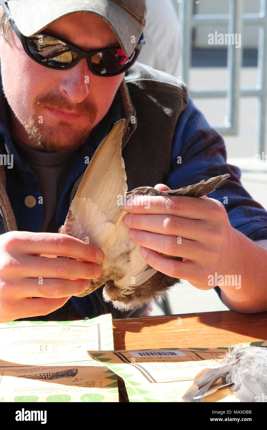 Pacific Flyway WingBee. Stati Uniti Pesci e fauna selvatica servizio i dipendenti e i volontari al 2013 Pacific Flyway WingBee identificare Anatra ali spedito da cacciatori. Queste ali sono uno dei metodi più accurati per controllo di popolazioni di uccelli acquatici e può essere un indicatore precoce di problemi riproduttivi. Foto Stock