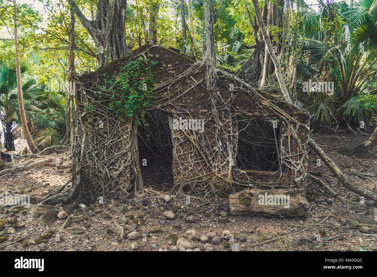 Abbandonato l'architettura coloniale coperti con grandi radici di albero a Ross, isole Andamane e Nicobare arcipelago, India. Le tracce di antiche civiltà. Na Foto Stock