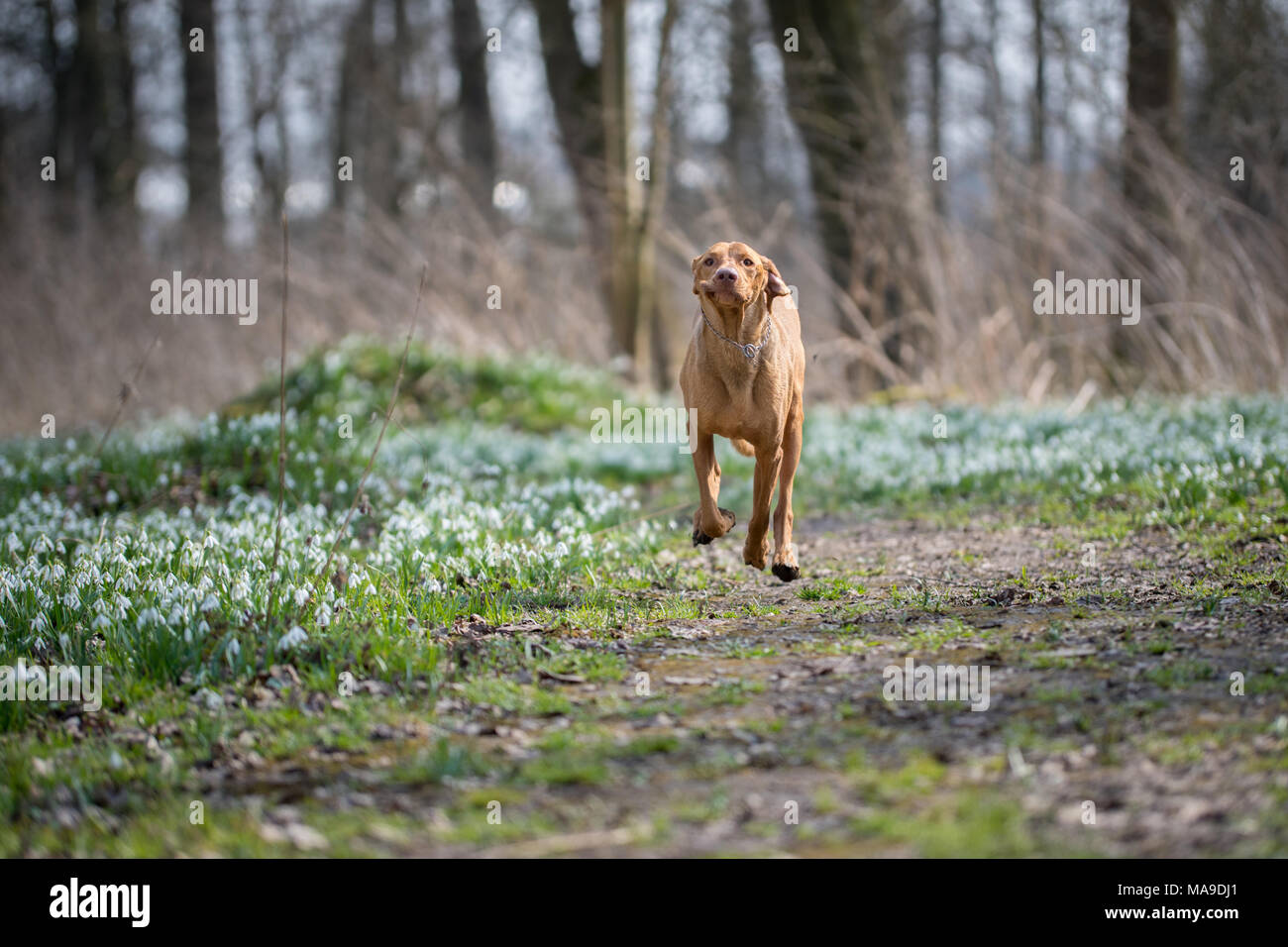 Esecuzione vizsla ungherese cane nel campo bucaneve nel mezzo della foresta Foto Stock