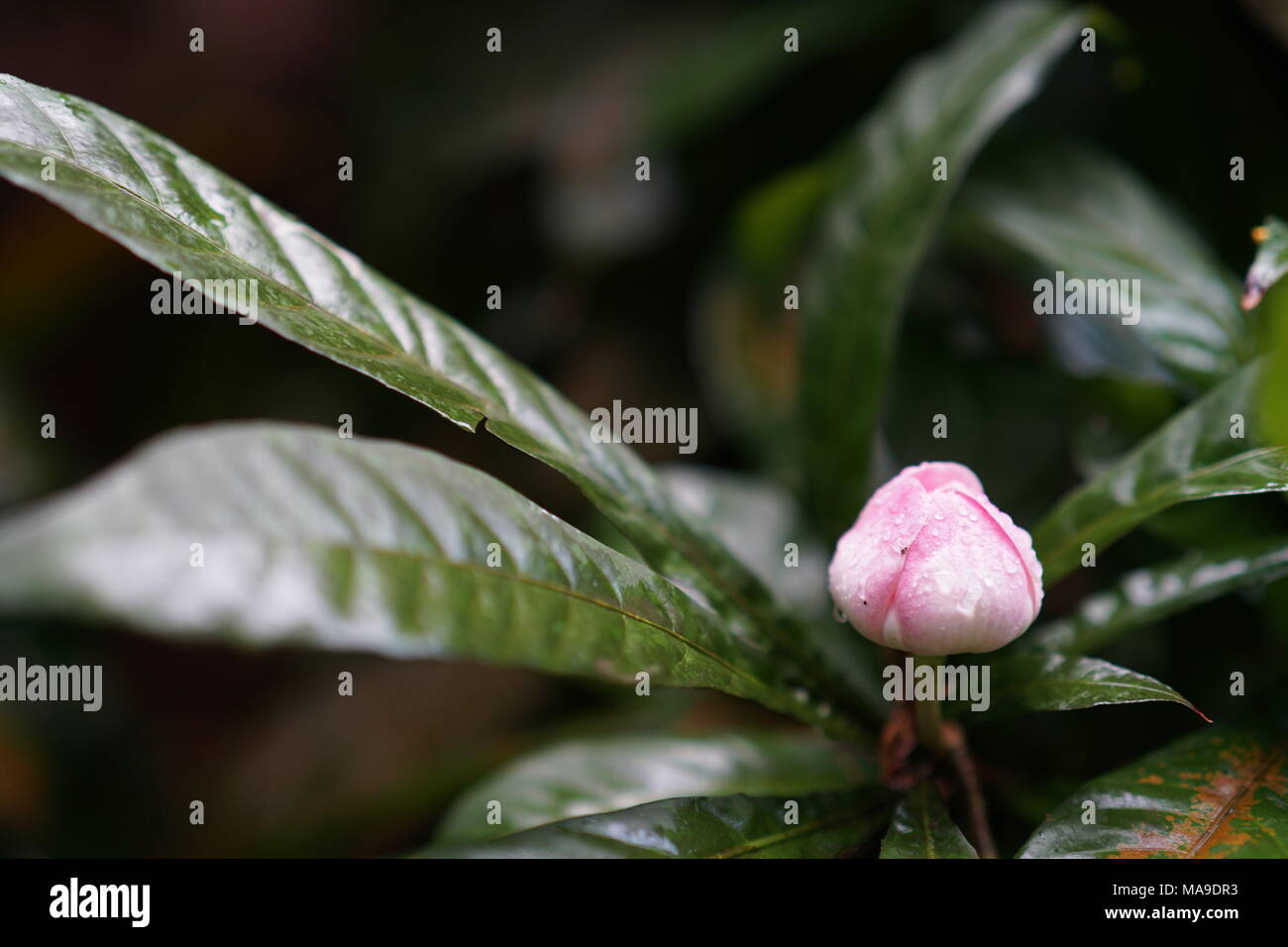 Un bel fiore in un ramo di albero Foto Stock