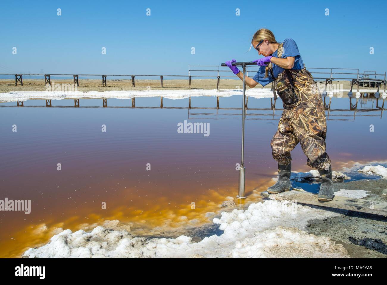 Ecologista Susanna Theroux prende un suolo e campione di acqua dal bordo della South Bay Zone Umide stagni di sale vicino a Dumbarton Bridge come parte di Berkeley Lab congiunto del genoma Institute (JGI) progetto, Immagine cortesia del Dipartimento dell'energia degli Stati Uniti, 11 settembre 2014. () Foto Stock