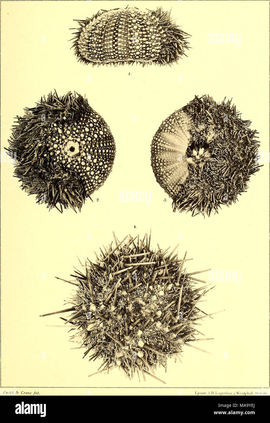 Loxechinus albus immagini e fotografie stock ad alta risoluzione Alamy