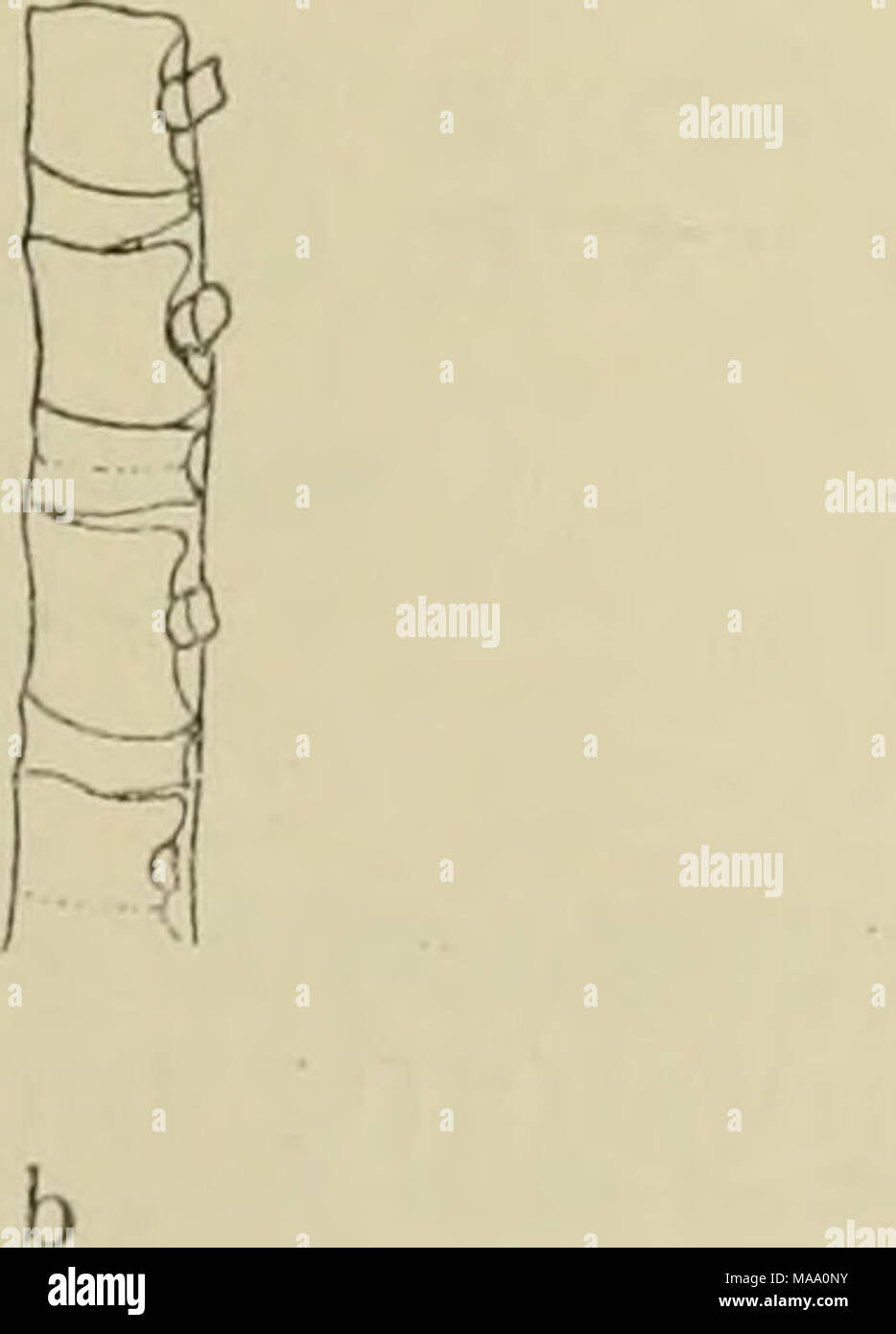. Echinoderma del Museo Indiano ... Raccolti dal Royal Marine indiano sondaggio investigatore della nave. .. . Fig. 47.-Decametrocrinns sp. (A) vista dorsale del braccio, ricostruito. {B) vista laterale della base del braccio. Foto Stock