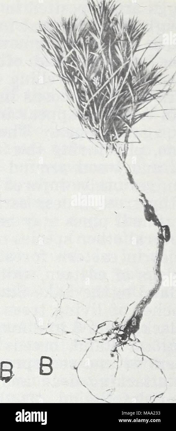 . Foresta orientale insetti . F-514141, 514140 Figura 77.-La riproduzione di pino curculioni: UN, top pitch-eating curculione (p. 217), medio, impallidisce curculione (p. 213), e il fondo, curculione deodar (p. 212); B, adulti impallidisce curculione alimentazione su corteccia di pino piantina. Prima di 1940, quando è stato osservato per la prima volta danneggiare pine repro- riduzione in Carolina del Nord (42), il curculione impallidisce era una peste di importanza solo nel nord-est. Da allora si è sviluppato in uno dei più distruttivi insetti in pino di cutover terre a sud. La prima prova del suo attacco è una serie di piccoli fori o fosse fatta nella corteccia da Foto Stock