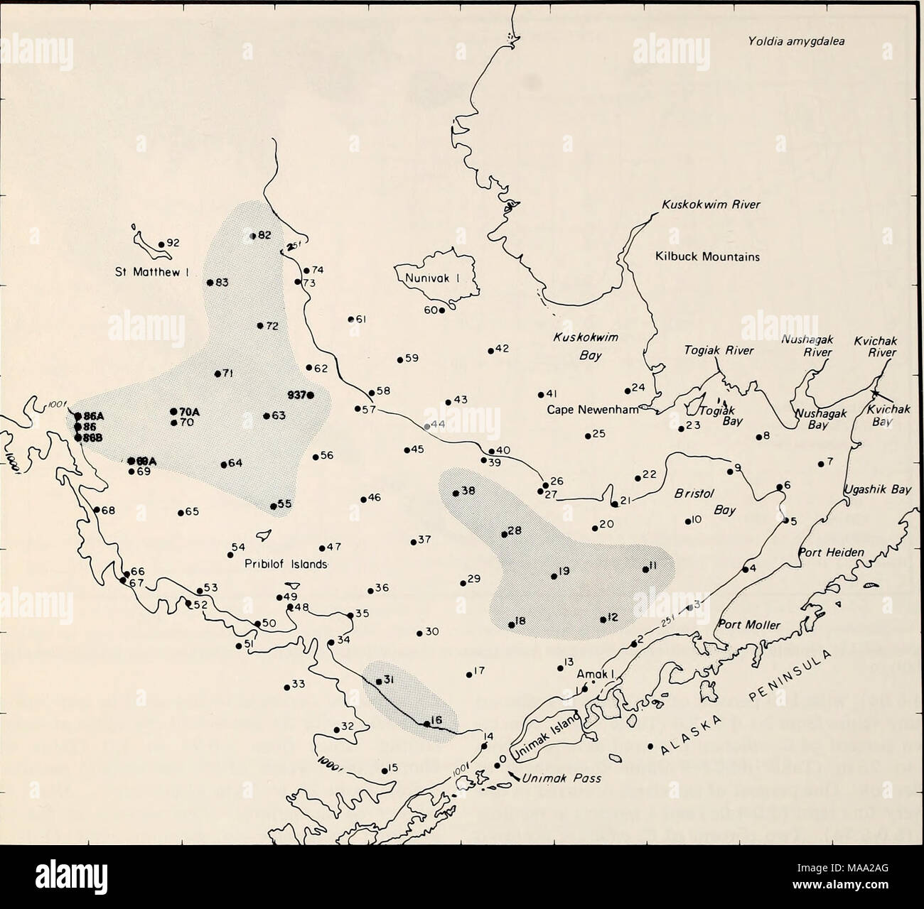 . La parte orientale del Mare di Bering ripiano : oceanografia e risorse / a cura di Donald W. cofano e John A. Calder . La figura 66-12. Distribuzione di Yoldia amygdalea basate su insiemi prese con un grab, tubo dragare, vongola dragare e rete a strascico a divergenti. profondità ridotte fuori della penisola di Alaska e Unimak Island (Figg. 66-2, 66-22, e 66-23). La più grande abbondanza di giovani della specie si sono verificati in corrispondenza delle stazioni 9, 55 e 64 (Tabella 66-4). Spisulapolynyma era associato con i tipi di sedimenti che vanno dalla sabbia di mezzo a medie limo (2.0-5.00) (tabelle 66-1 e 66-2, Figg. 66-2 a 66-6, 66-22, e 66-23, tabella 66-5). Foto Stock