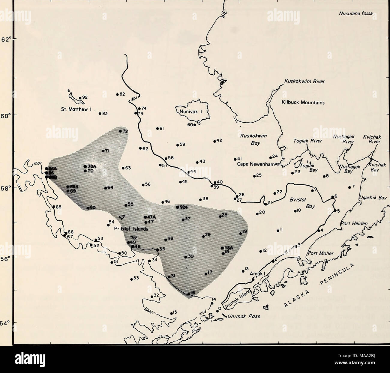 . La parte orientale del Mare di Bering ripiano : oceanografia e risorse / a cura di Donald W. cofano e John A. Calder . La figura 66-10. La distribuzione oi Nuculana fossa basate su insiemi prese con grab, tubo dragare, vongola dragare e rete a strascico a divergenti. 66-16 e 66-17). La più grande abbondanza di questa specie si sono verificati in corrispondenza delle stazioni 5, 8, 23 e 28 (figg. 66-16 e 66-17, tabella 66-4). La specie è stata presente al 28 percento delle stazioni campionate da van Veen grab. Il più grande si è verificato di biomassa in corrispondenza delle stazioni 5, 7, 9, 22, 23, 25, 41, 59 e 60 (Tabella 66-4). Tellina lutea era associato con i tipi di sedimenti che vanno da Foto Stock