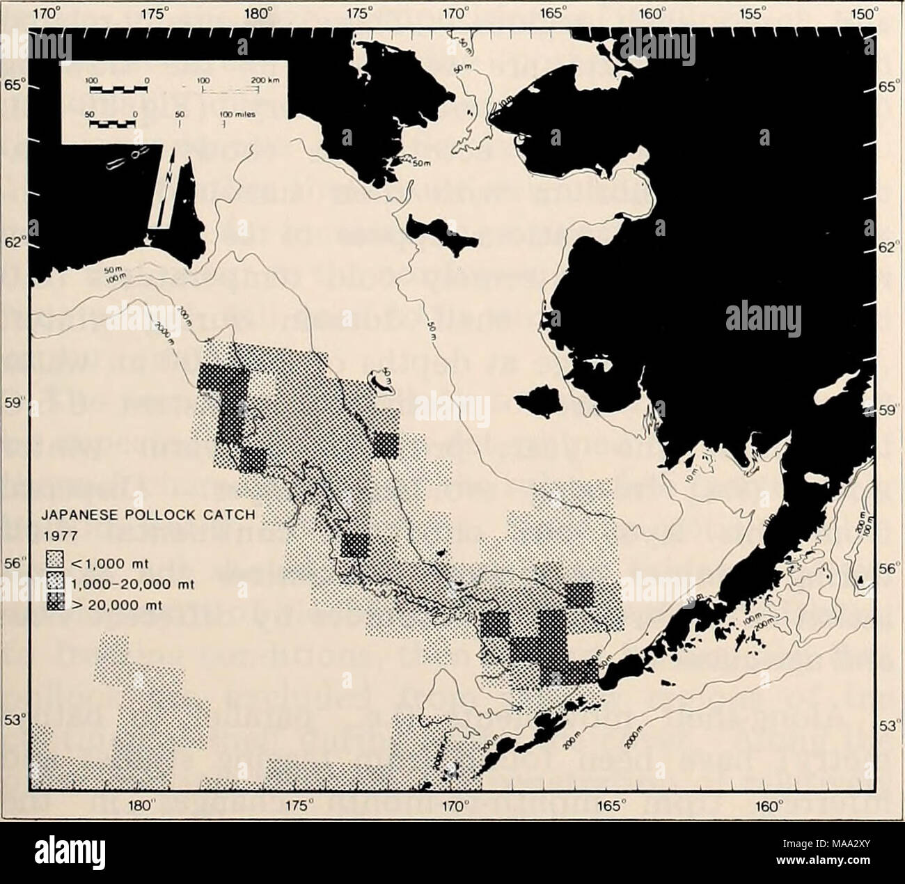 . La parte orientale del Mare di Bering ripiano : oceanografia e risorse / a cura di Donald W. cofano e John A. Calder . La figura 33-20. Ripartizione geografica del totale annuale giapponese pollock catture nel corso del 1977, riassunta da V2° di latitudine e a 1° di longitudine piazze. ripiano esterno. Navi tenendo pollock incidentale di altre specie come il tonno albacora suola in Alaska, la passera di mare (Pleuronectes quadrituberculatus), e profonde pleuro- nectids (Reinhardtius hippoglossoides e Antonio- esthes spp.), sono rappresentate dalla extended distri- butions di basso livello di catture su acqua profonda e nel ripiano centrale. Sebbene pol Foto Stock