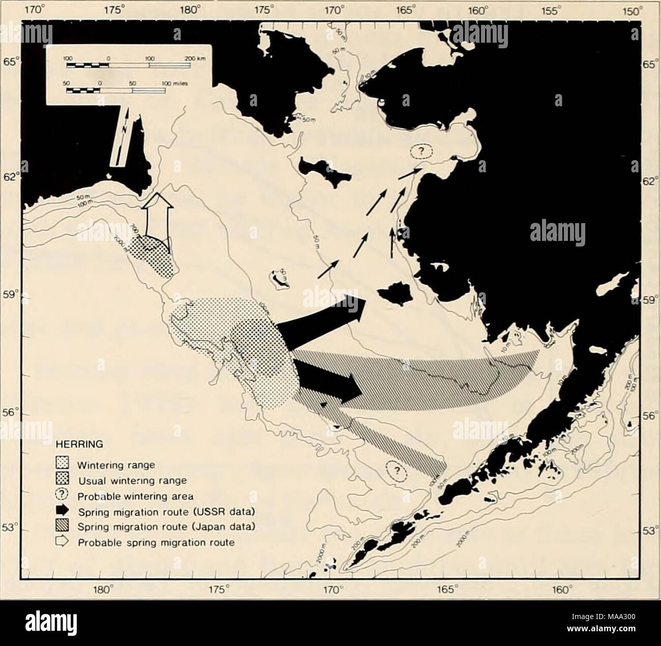 . La parte orientale del Mare di Bering ripiano : oceanografia e risorse / a cura di Donald W. cofano e John A. Calder . Figura 32-7. Gamma di aringa del Pacifico in inverno e primavera. e minore spav^Tiing si verificano concentrazioni per il nord e il sud (vedere Fig. 32-4). La relazione di aringhe la deposizione delle uova in Norton Sound per la deposizione delle uova delle scorte per il sud non è chiara. Quelli di Norton Sound sono geneticamente simile per la deposizione delle uova di scorte a sud (Grant 1979) e appaiono in acque costiere verso la fine di maggio e inizio giugno (Barton 1978), che suggerisce che essi possono inverno offshore. È tuttavia possibile che alcune o tutte le aringhe rema Foto Stock