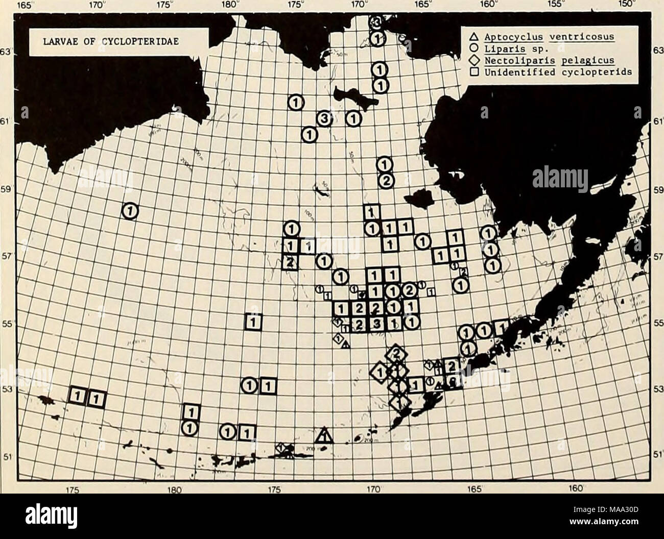 . La parte orientale del Mare di Bering ripiano : oceanografia e risorse / a cura di Donald W. cofano e John A. Calder . sono state catturate (vedere la crociera 20, Tabella 30-1). Le larve di questo genere sono stati ampiamente distribuiti dalle isole Aleutian per lo stretto di Bering e tra 162Â°W e 175Â°E. Essi sono stati catturati più frequentemente al di sopra della piattaforma continentale ma sono stati trovati anche oltre i conti- nental pendenza e adiacente in acque profonde. La maggior parte di loro sono stati catturati con reti di superficie. Snailfish non identificati sono stati catturati in 46 stazioni su 10 crociere durante la primavera e l'estate, tra le isole aleutian e 60Â°N, e da 162Â°W a 174Â° Foto Stock