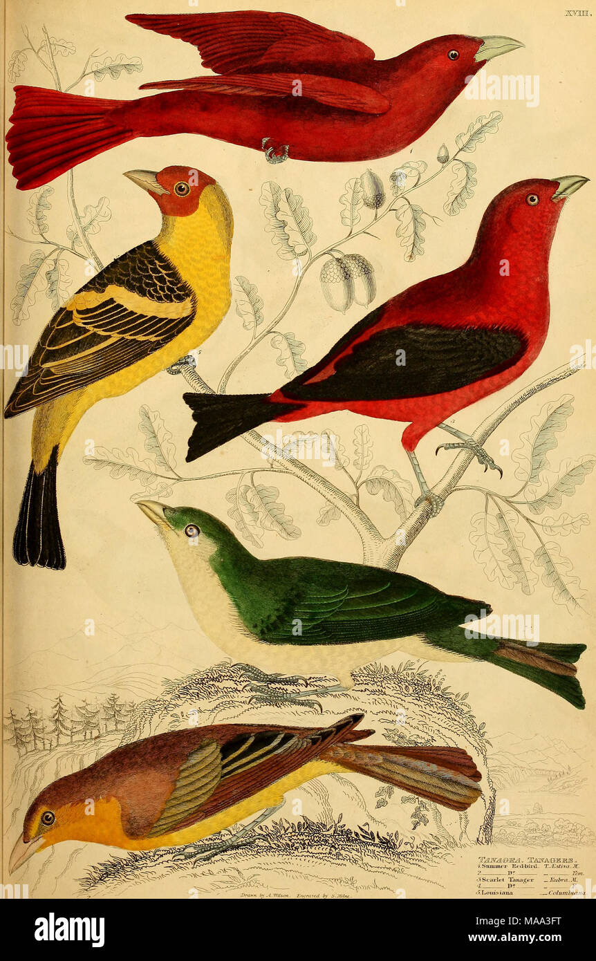 . Edinburgh ufficiale di storia naturale e delle scienze fisiche . Dravfn. ir).i.Wilson. Incisi ir)- H.Mihu.. -V.Snimni'r Hcd-bli-tL. T.^Esliya.^. ?. DV è/ra. tSScai lasciate che Taiuitfer -Hiihra-.M. 4 1>? ,  2: f5 Louis imia Columbt-ana. Foto Stock . Edinburgh ufficiale di storia naturale e delle scienze fisiche . Dravfn. ir).i.Wilson. Incisi ir)- H.Mihu.. -V.Snimni'r Hcd-bli-tL. T.^Esliya.^. ?. DV è/ra. tSScai lasciate che Taiuitfer -Hiihra-.M. 4 1>? ,  2: f5 Louis imia Columbt-ana. Foto Stock