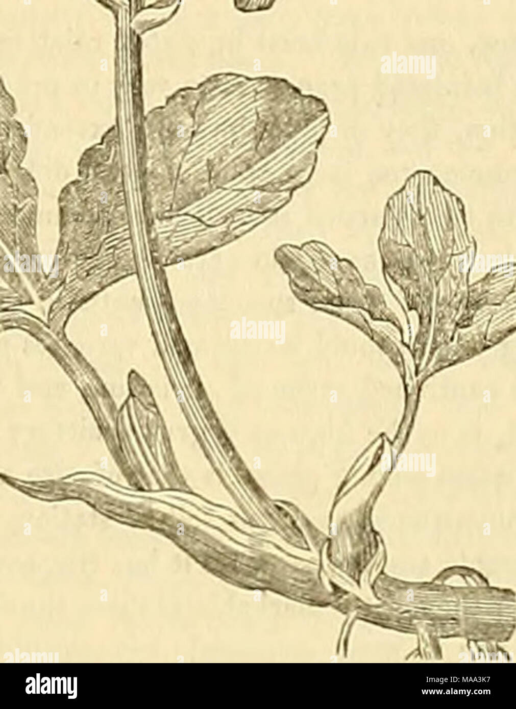 . Edinburgh ufficiale di storia naturale e delle scienze fisiche . Tutte le parti di questa pianta sono estremamente amaro e in alcuni paesi è utilizzato come un sostituto per il settore del luppolo nella preparazione di ale. La radice, sebbene quasi altrettanto amaro, Linnaeus ci informa, viene essiccata e polverizzata mediante le persone più povere in Lapponia, per essere realizzata, con un po' di pasto, in un grossolano sgradevole il pane. In questo paese la pianta non è applicato a qualsiasi u&LT;!e, se possiamo tranne la sua occupazione occasionale in alcune parti del nord della Scozia, come purgativa per i vitelli. In precedenza era molto em- ployed in vari chroni Foto Stock