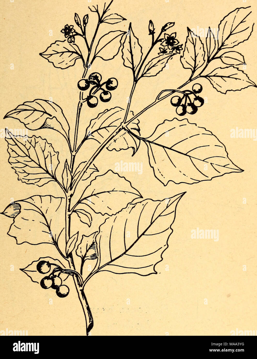 . Commestibili e piante velenose della regione dei Caraibi . 50. Erba Morella Solanum nigrum le foglie e germogli giovani sono cucinati come gli spinaci. Le bacche non sono mangiati. In alcune regioni le bacche sono stati trovati velenosi. Questo morbido di gambi di weedy impianto, di solito non più di 3 metri di altezza, è comune a tutte le zone della regione dei Caraibi. I suoi piccoli fiori sono di colore viola chiaro o bianco, e il suo frutto è un piccolo nerastra-viola berry con numerosi semi. È anche chiamata il giardino huckleberry, yerba mora e pintamora in Panama; e la mucuy in Guatemala. Foto Stock