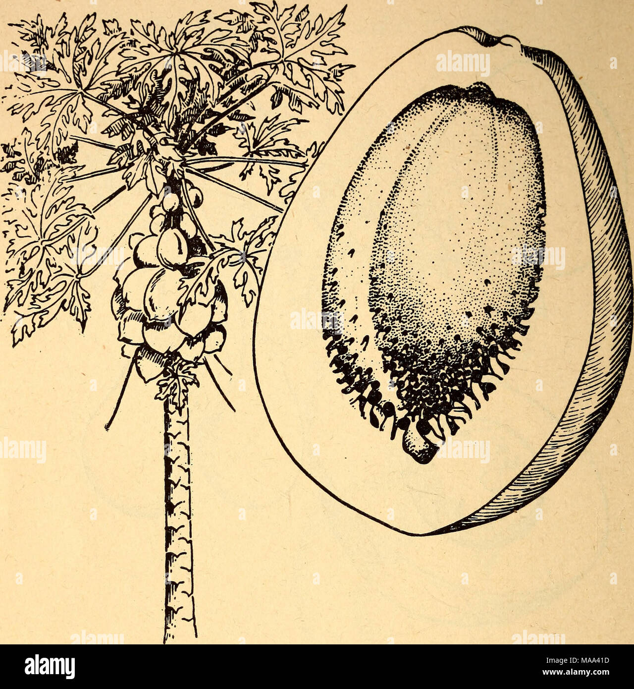 . Commestibili e piante velenose della regione dei Caraibi . 3. Papaw Carica papaya verde, acerbi di papaie può essere cucinato e mangiato come campi da squash. Il ripe di papaie, generalmente considerato uno dei migliori di tutti i frutti tropicali, sono mangiati crudi. La succosa polpa dolce del maturo papaw è giallo o arancione chiaro e ricorda il muschio- Meloni e cantaloupes. Gli alberi sono cresciuti in abbondanza a basse e medie altitudini in America tropicale. Papaie sono anche spesso trovato crescente selvatici, ma i frutti delle piante selvatiche sono di piccole dimensioni e di scarsa qualità. Il papaw è chiamato papaya nella maggior parte dei paesi di lingua spagnola, BU Foto Stock