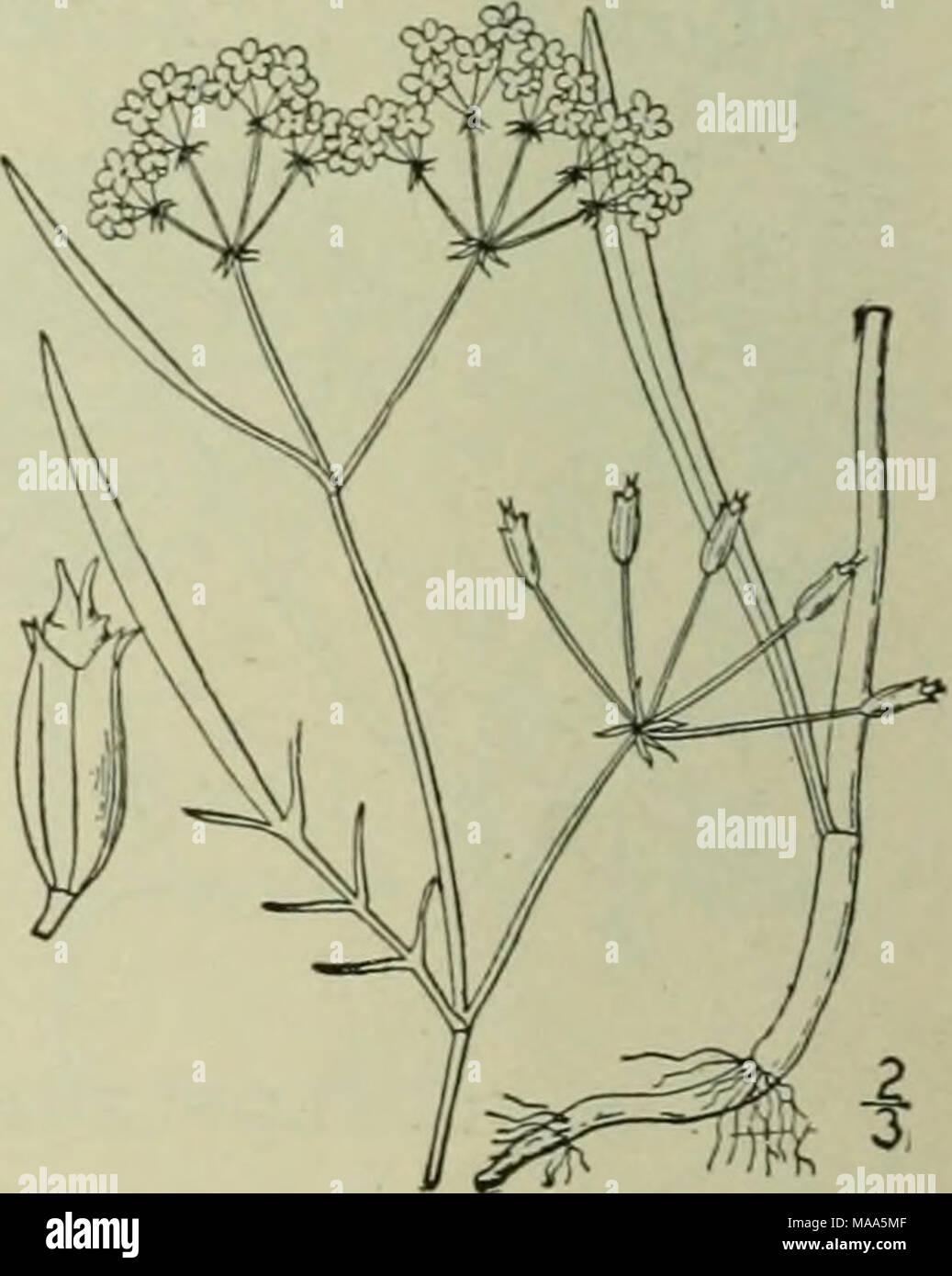 . Una flora illustrata del nord degli Stati Uniti, il Canada e la British possedimenti : da Terranova al parallelo tra il confine meridionale della Virginia e dall'Oceano Atlantico verso ovest per il 102º meridiano . 34. CORIANDRUM [Tourn.] L. Sp. PI. 256. 1753. Glabrous annuale erbe, con sottile, pinnately diviso o pinnately decompound foglie, e umbels composto di fiori bianchi. Involucro nessuno. Involucels di pochi strette brattee. Frutto subglobose, duro, poco appiattita, non ristretta alla giuntura, le sue nervature sottili. Stylopodium conica, gli stili snello. Calice-denti di forma ovale, ACU Foto Stock