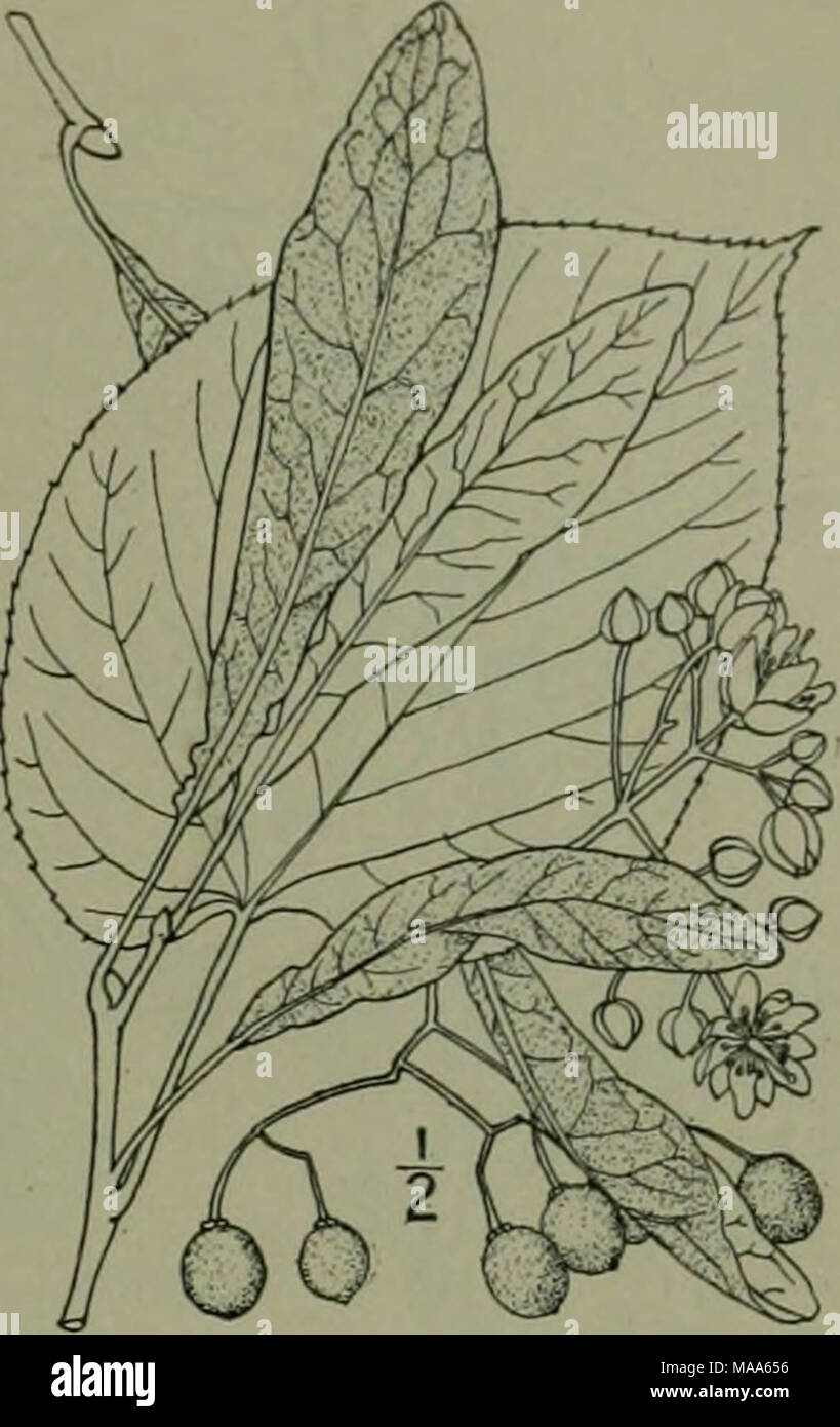 . Una flora illustrata del nord degli Stati Uniti, il Canada e la British possedimenti : da Terranova al parallelo tra il confine meridionale della Virginia e dall'Oceano Atlantico verso ovest per il 102º meridiano . Famiglia di malva. Erbe o arbusti (talvolta alberi in regioni tropicali) con alternate prevalentemente palmately venata di foglie. Sti'pules piccole, boschi di latifoglie. Fiori regolari, perfetto, spesso di grandi dimensioni, raramente dioica o poligama. Sepali 5 (raramente 3 o 4 ), più o meno uniti, solitamente valvate; calice bracted spesso alla base. Petali 5, hypogynous, corrugato, spesso contorte. Stami cc, hy Foto Stock