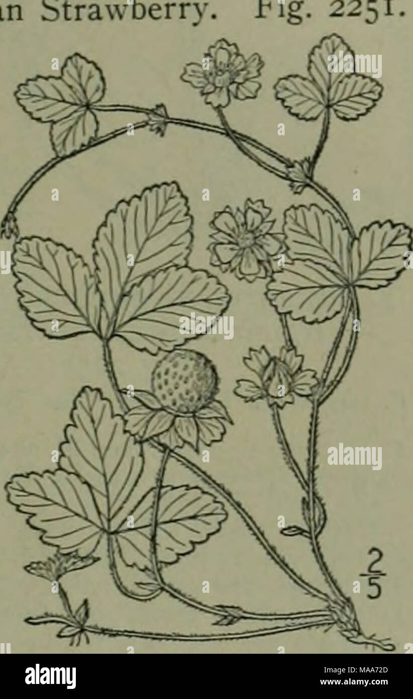 . Una flora illustrata del nord degli Stati Uniti, il Canada e la British possedimenti : da Terranova al parallelo tra il confine meridionale della Virginia e dall'Oceano Atlantico verso ovest per il 102º meridiano . obovate, corto-artigliato. Stami convesso o ricettacolo allungato, les 00^ minuto, secco, crustaceous. Ande del sud America. Oltre a specie tipo: Fragaria vesca L. 1 foglie. 1. F. canadensis. 2. F. Grayana. 3. F. virginiana. Come o superando le foglie. 5. F. americana. Foto Stock . Una flora illustrata del nord degli Stati Uniti, il Canada e la British possedimenti : da Terranova al parallelo tra il confine meridionale della Virginia e dall'Oceano Atlantico verso ovest per il 102º meridiano . obovate, corto-artigliato. Stami convesso o ricettacolo allungato, les 00^ minuto, secco, crustaceous. Ande del sud America. Oltre a specie tipo: Fragaria vesca L. 1 foglie. 1. F. canadensis. 2. F. Grayana. 3. F. virginiana. Come o superando le foglie. 5. F. americana. Foto Stock