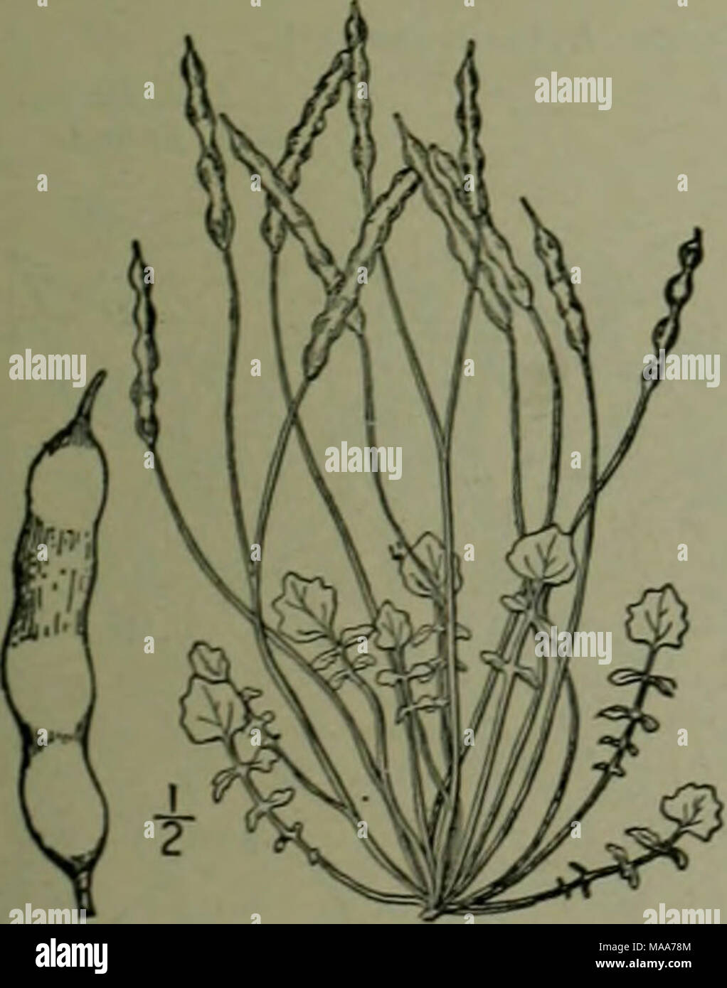. Una flora illustrata del nord degli Stati Uniti, il Canada e la British possedimenti : da Terranova al parallelo tra il confine meridionale della Virginia e dall'Oceano Atlantico verso ovest per il 102º meridiano . Leavenworthia torulosa A. grigio. Xecklace Leavenworthia. Fig. 2098. Leaien'aorthia torulosa A. Gray, somiglia a quella specie di precedenti, ma le cialde sono più strette e distintamente strozzata tra i semi. Style cospicua, l*"-2" lunga; semi sharp- emarginati, appena alato; tratto terminale delle foglie basali decisamente più ampio e più grande della guarnizione laterale Foto Stock