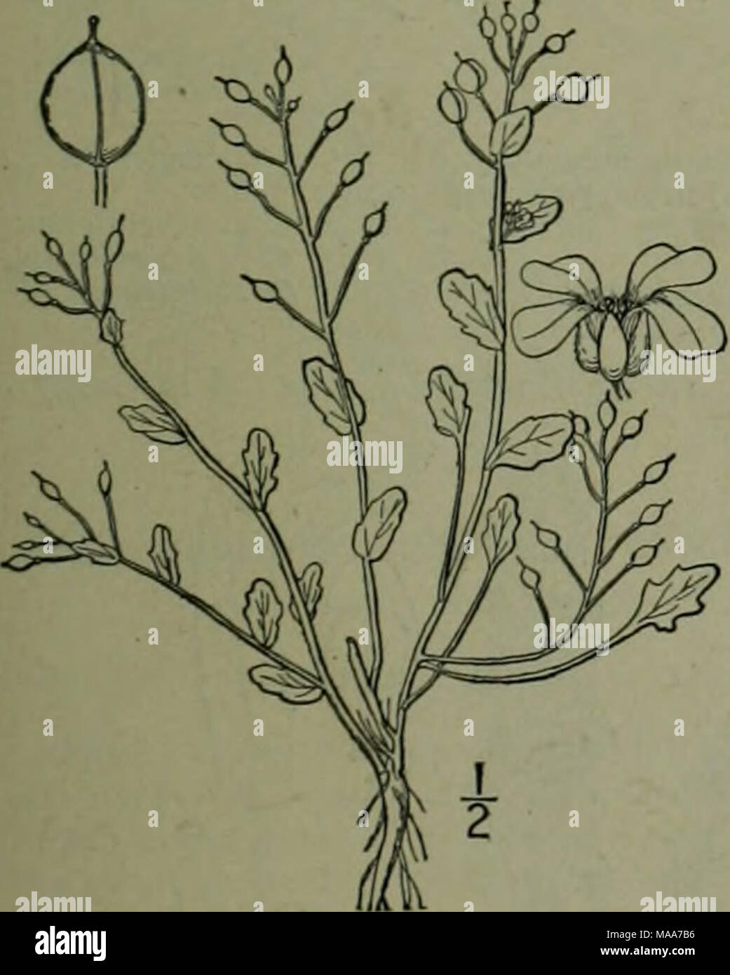 . Una flora illustrata del nord degli Stati Uniti, il Canada e la British possedimenti : da Terranova al parallelo tra il confine meridionale della Virginia e dall'Oceano Atlantico verso ovest per il 102º meridiano . Cochlearia danica L., danese scurvj in avente lo stelo-lascia il muscolo deltoide di ettari a sud di Terranova. 16. NEOBECKIA Greene, Pittonia 3 : 95. 1896. Un erba acquatica, immerso foglie finemente dissezionati, con grandi racemose bianco fiori. Stile sottile. Silicles ovoidale, i-celled l. Semi piccoli, pochi. in 2 righe in ogni cella. Cotiledoni accumbent. [In onore di Lewis Caleb Beck, 1798-18 Foto Stock