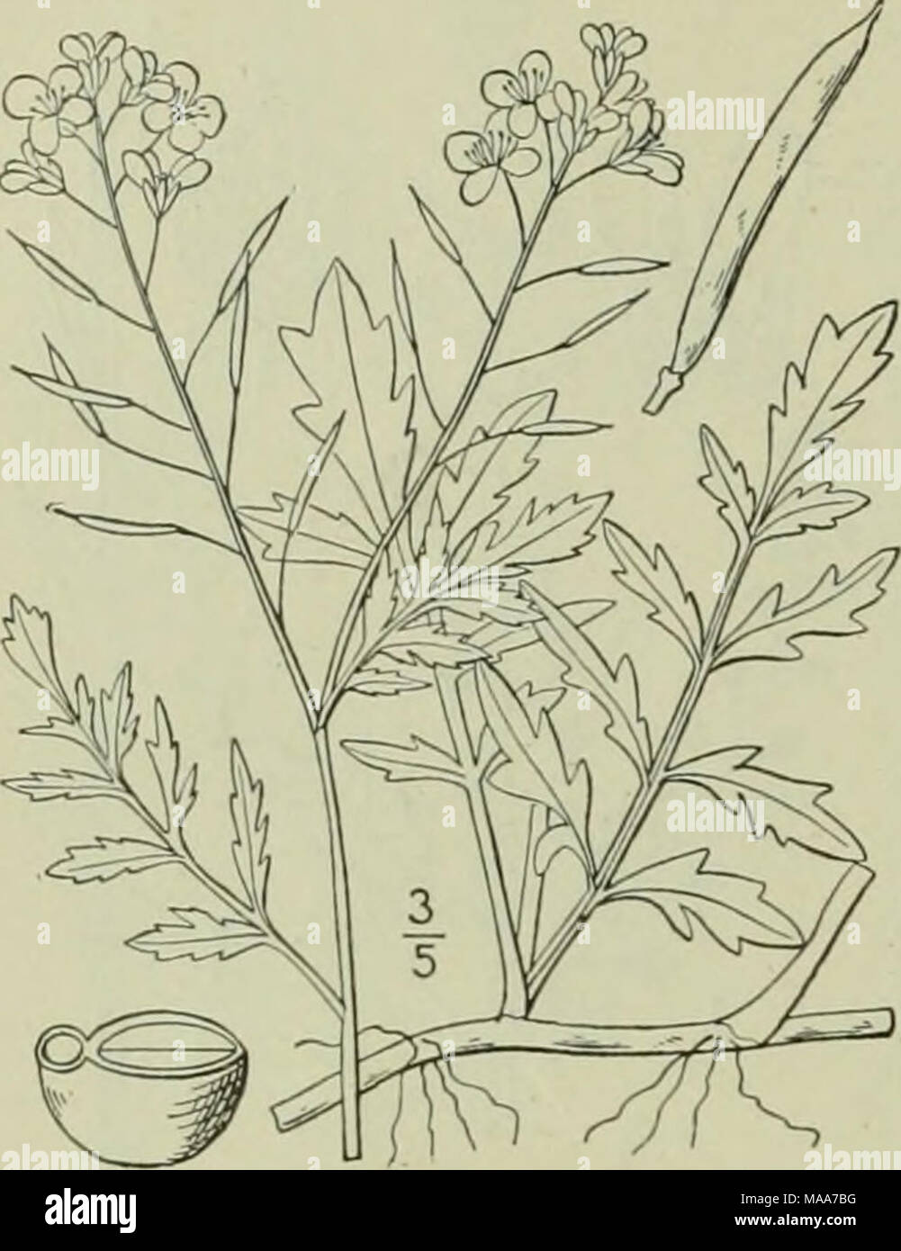 . Una flora illustrata del nord degli Stati Uniti, il Canada e la British possedimenti : da Terranova al parallelo tra il confine meridionale della Virginia e dall'Oceano Atlantico verso ovest per il 102º meridiano . I. Radiculasylvestris (L.) Druce. Creep- ing acqua gialla-crescione. Fig. 2026. Sisymbrium sylvestre L. Sp. PI. 657. 1-53. Naslurlium sylvestre R. Br. in Ait. Hort. Kew. Ed. 2, perenne, glabrous; gambi strisciante, rami ascendente. Lascia pinnately diviso o profondamente pinnatifid, petioled, 3-5' lungo, 1-2' ampio, ovali nel delineare le divisioni obovate, o oblungo, dentata o lobo Foto Stock