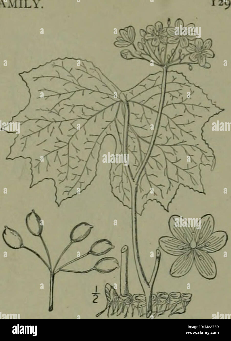 . Una flora illustrata del nord degli Stati Uniti, il Canada e la British possedimenti : da Terranova al parallelo tra il confine meridionale della Virginia e dall'Oceano Atlantico verso ovest per il 102º meridiano . 5. JEFFERSONIA B. S. Barton, Trans. Am. Phil. Soc. 3: 342. 1793. Glabrous erbe perenni, con palmately basale venata o palmately-lobate foglie, e solitari fiori bianchi a carico su esili vedute. Sepali 4, occasionalmente 3 o S, petaloid, caducous. Petali 8, piana, di maggiore lunghezza dei sepali. Stami 8; filamenti sottili; antere dehiscent da valvole. Pistillo i; ovaia di forma ovoidale, molti-o Foto Stock