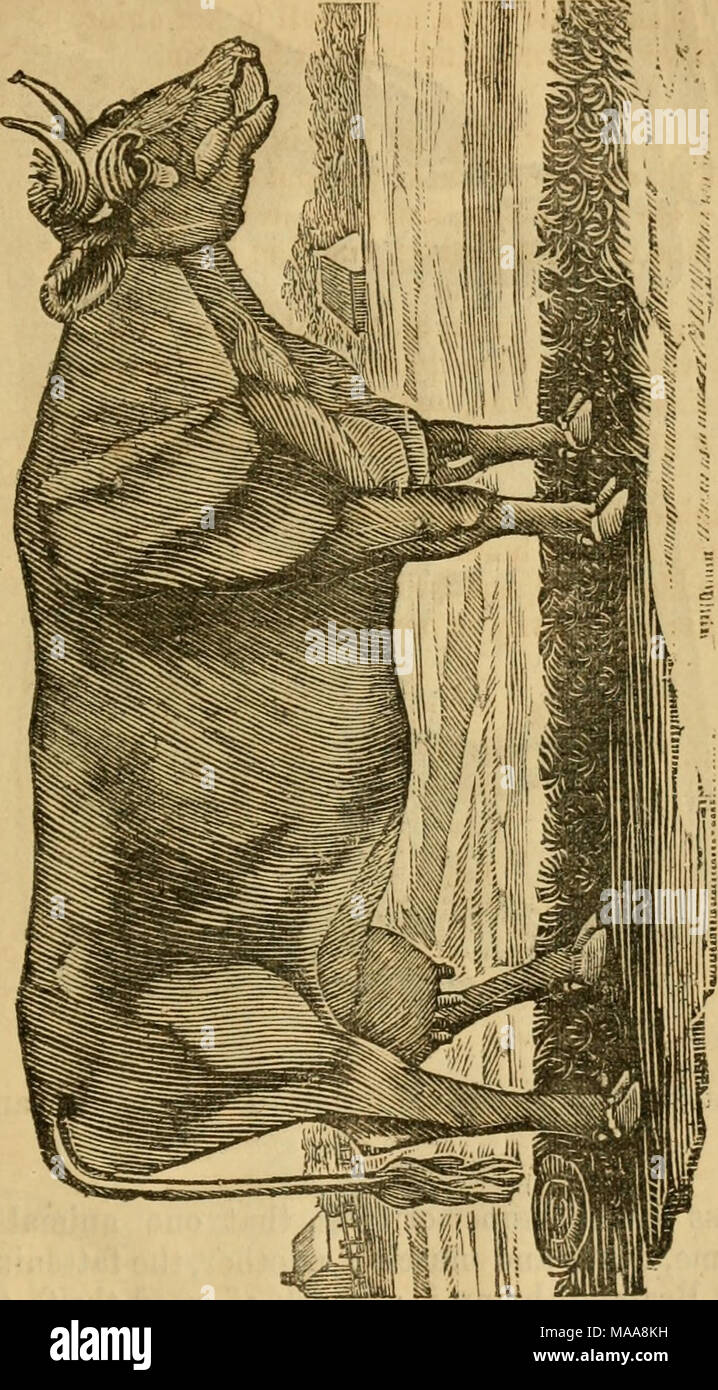 . Il cavallo istruiti : insegnamento cavalli e altri animali di obbedire alla Parola, segno o segnale, al lavoro o in giro : anche l'allevamento di animali, e scoperta in fisiologia animale : e il miglioramento degli animali domestici . Malata e Imjjerfeet mucca-. La vacca io qui rappresento è un esemplare di una imperfetta-viso rotondo e ruvida, con la grande bocca, rastremazione della testa è voluto, forza che vogliono, collo troppo piccola, retro nar" fila, i fianchi e cosce troppo piccolo, e colori arc carenti. Tutti vogliono mostrare di forza e di salute. Foto Stock