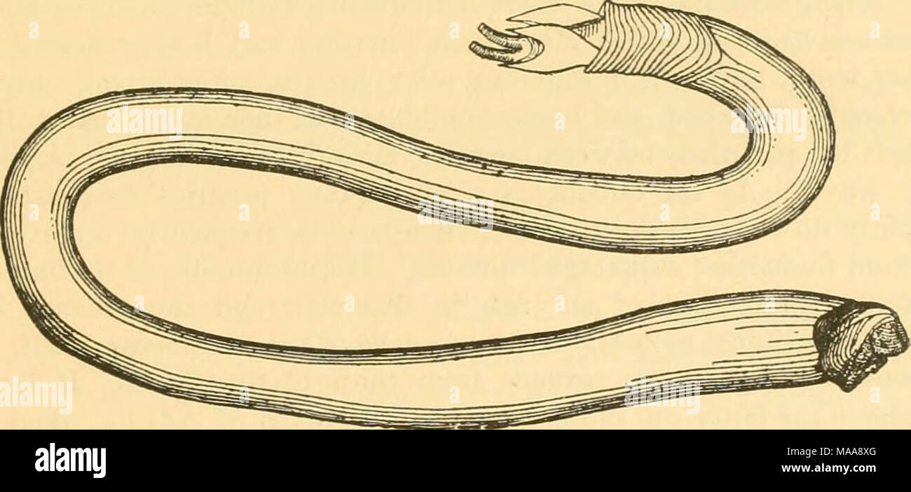 . Mollusca economica di Acadia . Fig. 22.- teredo navalis. Due volte la dimensione naturale. o altre ostruzioni. Non hanno mai pierce reciprocamente i tubi. Poiché queste ultime sono formate, sono rivestiti da uno strato di calcare, più o meno spessa, e abbastanza forte per consentire grandi pezzi di esso per essere rimosso intero dal legno dopo che l'animale è morto. Esso è ancora in dubbio che il meccanismo che l'animale impiega in scavando. Molti naturalisti pensare le valvole, armati bj' numerose belle in costante crescita dei denti, formano il dispositivo e che da essi l'animale mangia, o piuttosto i file, il suo cammino in avanti. Uno gli Stati osservatori che da BR Foto Stock