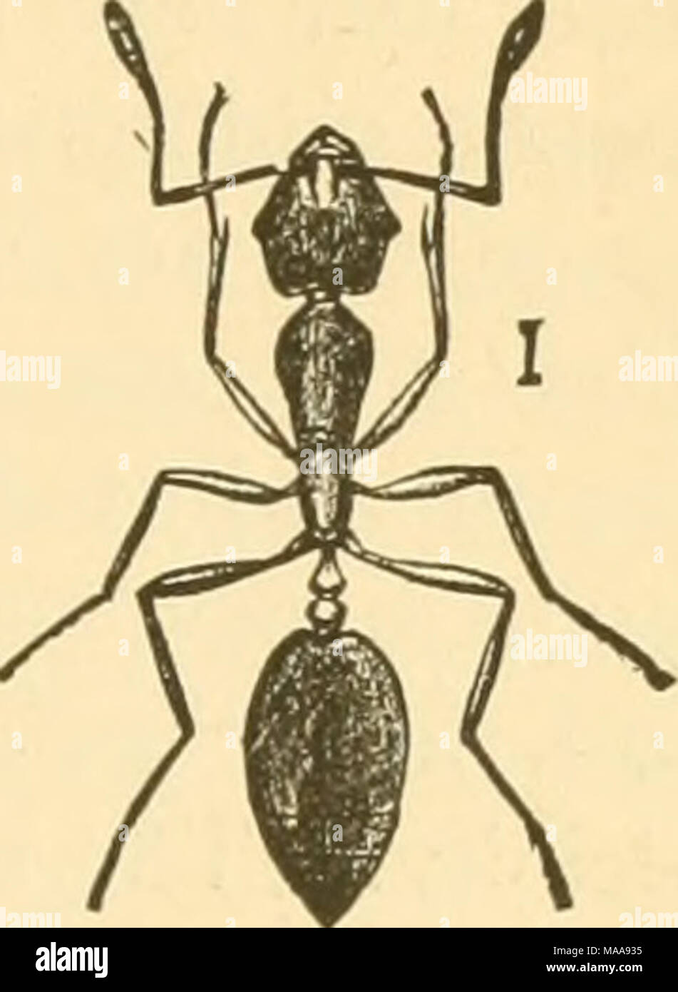 . Entomologia economica per l'agricoltore e frutta-coltivatore . sicuro da esso. Lo zucchero è particolarmente attraente, ma quasi nulla è attaccato, niente più prontamente di un osso da cui le carni sono state grossolanamente raschiata e che è ancora un po' sanguinosa. Sembra impossibile per sbarazzarsi di queste creature, poiché evitano cibo avvelenato e tutto ciò che ha l'aspetto di una trappola. A pochi esemplari Fig. 452. può essere ucciso, ma molto presto il carattere della miscela è riconosciuta e si è lasciato intatto. " Insetto-polvere" - piretro -è efficace, ma è praticamente impossibile ottenere i Foto Stock