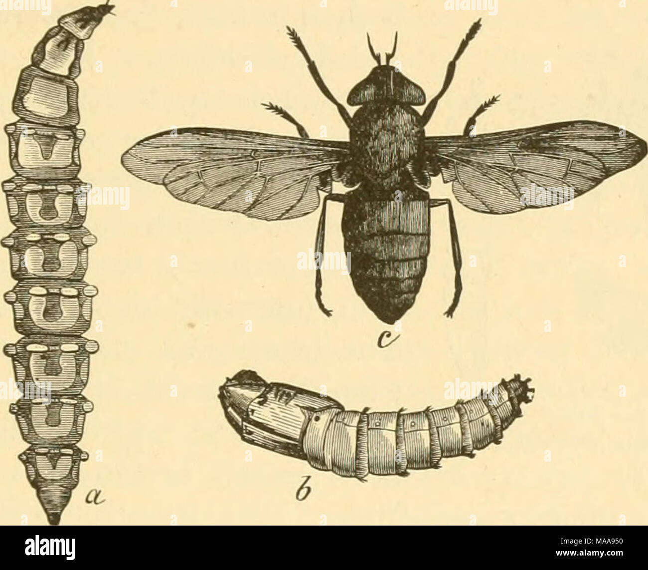 . Entomologia economica per l'agricoltore e frutta-coltivatore . iJL 6 cavalli di volare, Tabamts atratus.-a, larva.; d, pupa; c, adulto. accreditata di qualche beneficio, fatto che essi abitano luoghi frequentati da insetti dannosi ; ma nella migliore delle ipotesi sono innocui, a differenza dei loro genitori in questo come in tutti gli altri aspetti. Cavalli guidato attraverso i distretti mal infestato da questi insetti devono essere arredate con una pezza di rete e, se esso è necessario per tenere gli animali in qualsiasi momento esposti ad attacchi, l'olio di pesce e auto- bolic miscela di acido già raccomandato può essere utilizzata per respingere le mosche. Essa deve essere applicata soltanto in tali luoghi come Foto Stock