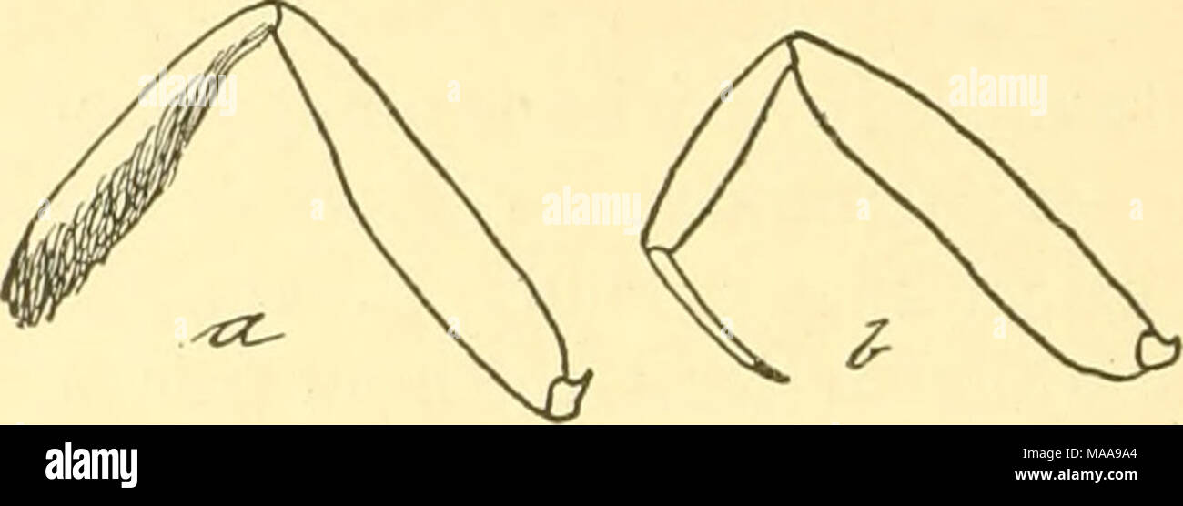 . Entomologia economica per l'agricoltore e frutta-produttore . (IP un capo di Papilio, show - un, zampa anteriore di una spazzola-footed butterfly interamente ing dove le antenne sono in- interrotto ; b, oi Lyccsna, maschio, Tarso one-snodabile, el ; b, stessa di un Hesperid. Il Nyinphalidce^ contenente di medie dimensioni o specie di grandi dimensioni e il LyccBuidcs, contenente specie di piccole dimensioni, in cui i colori sono il blu o ramato o avere il sotto i lati contrassegnati con belle, filo-come linee. Essi sono i "blues", "coppers," e " capelli-striature." Tra i nostri più comuni specie della prima famiglia è &quo Foto Stock