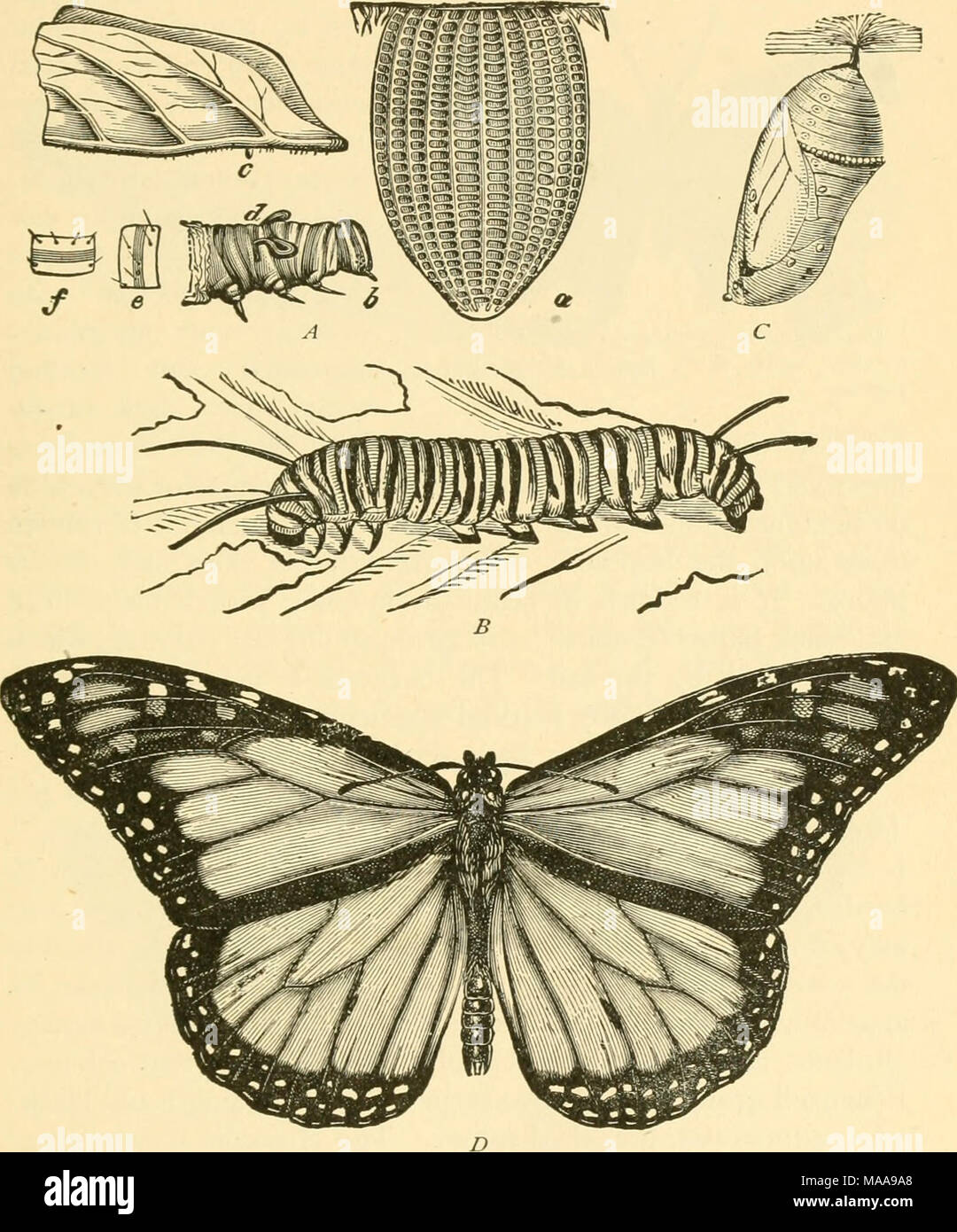 . Entomologia economica per l'agricoltore e frutta-produttore . Il latte-erbaccia butterfly, Danais arc/iippus, e le sue trasformazioni.-A, un uovo, ingrandita diametri trenta ; b, molto giovane larva, mostrando come i tentacoli sono ripiegate ; c. uovo, dimensione naturale, su una foglia; B, full-cresciute larva ; C, crisalide ; D, maschio butterfly. Di qui perché è facilmente sollevato e comune in tutto il paese, in realtà, si è diffusa in tutto il mondo. Foto Stock