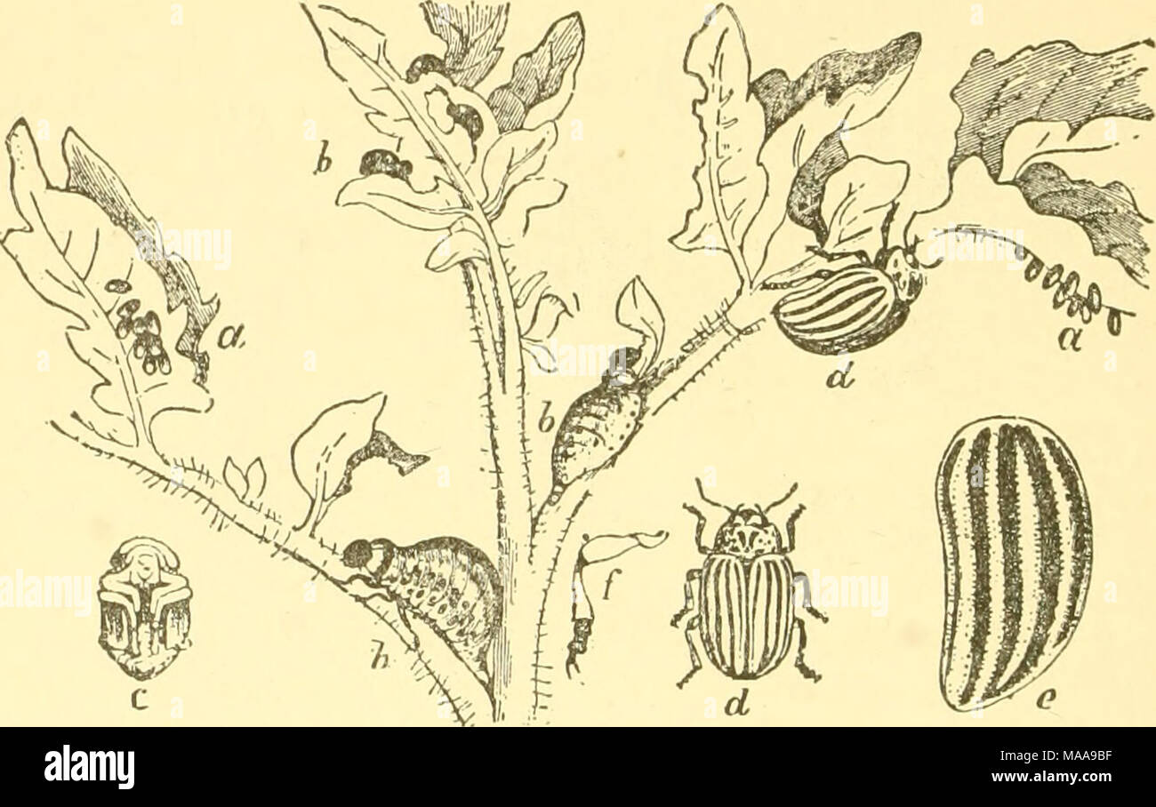 . Entomologia economica per l'agricoltore e frutta-produttore . Il Colorado potato beetle-, Doryphora lo-Uncata.-a, un uovo, patch ; d, 6, d, larve in diversi stadi di crescita ; c, pupa; (f, beetle; &lt;?, la sua elytra ingrandita. covata, poca attenzione alla seconda, e questo di solito è consentito di maturare e di prevedere un nuovo raccolto l'anno successivo. Spruzzando dovrebbe essere fatto prima non appena i coleotteri iniziare feed- ing, per impedire l'ovoposizione se possibile ; dovrebbe essere fatto un sec- ond tempo quando le larve appaiono generalmente, e dovrebbe essere fatto come spesso successivamente come coleotteri o larve sono notato Foto Stock