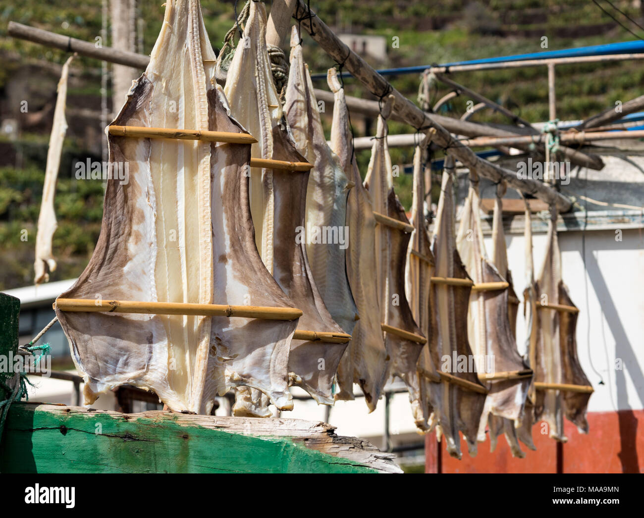 Il pesce gatto o baccalà essiccamento in Camara de Lobos, Madeira Foto Stock