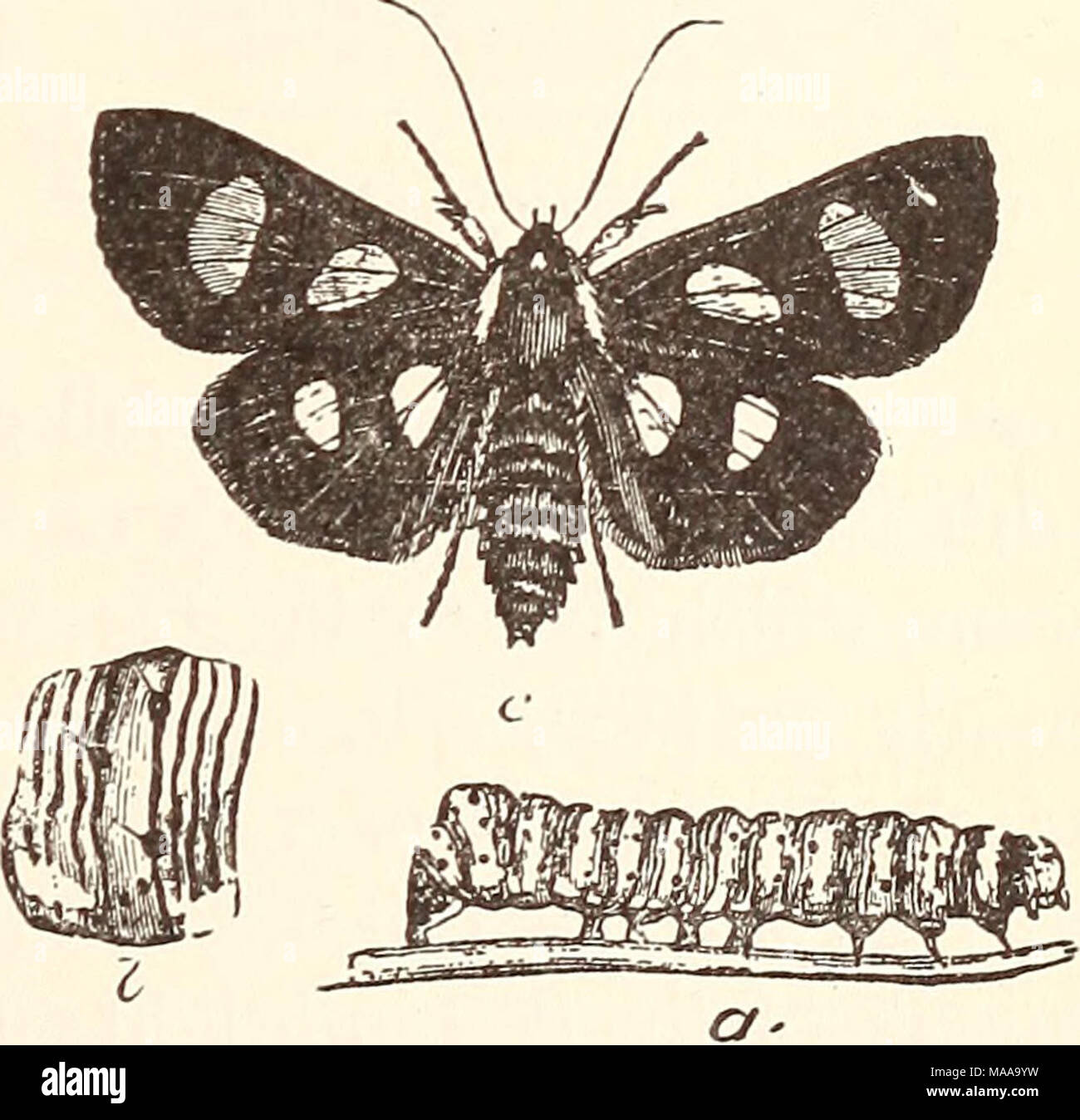 . Entomologia economica per l'agricoltore. . Alypia octo-maculata, 8-spotted forester. -Un, larva; b un segmento ingrandito; c, la falena. Foto Stock