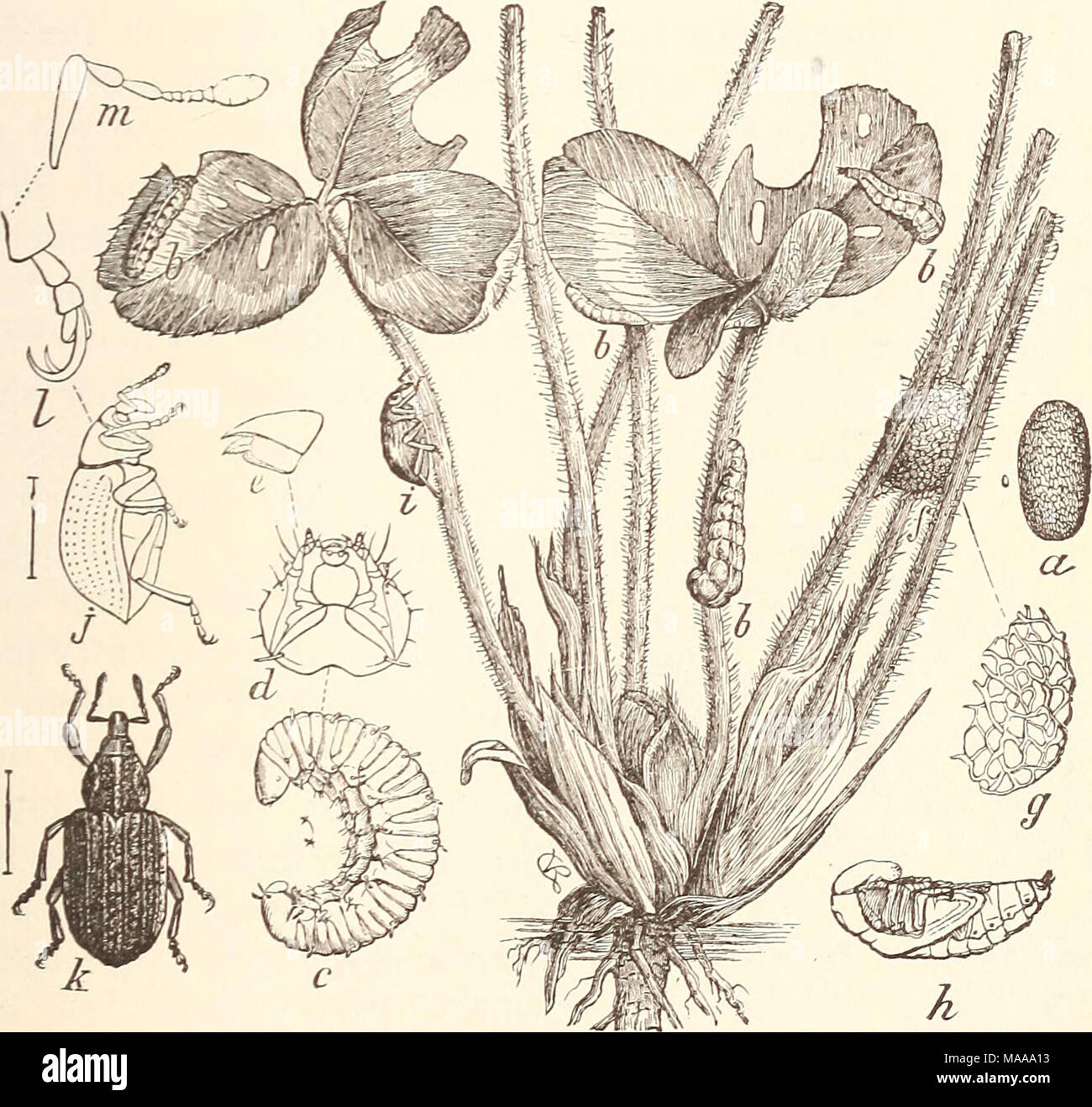 . Entomologia economica per l'agricoltore. . Trifoglio di foglia-maggiolino, Phytonomus punctatus.-a, uova; b, b, larve alimentazione; c, molto giovane larva;/, cocoon, suo net-come personaggio illustrato a^/ h, pupa; io, coleotteri, sul trifoglio levetta ; k, stesso, ingrandita ; altre lettere fare riferimento ai dettagli strutturali. copre e un breve becco stout. La larva è verde, la sua forma ben rappresentato in figura e si nutre soprattutto di notte, mangiare fori irregolari in foglie. Quando cresciuto che costituisce una peculiare net-come cocoon pari o di poco sotto la superficie del terreno e pupates, diventando adulto pochi giorni dopo. Gli insetti Foto Stock