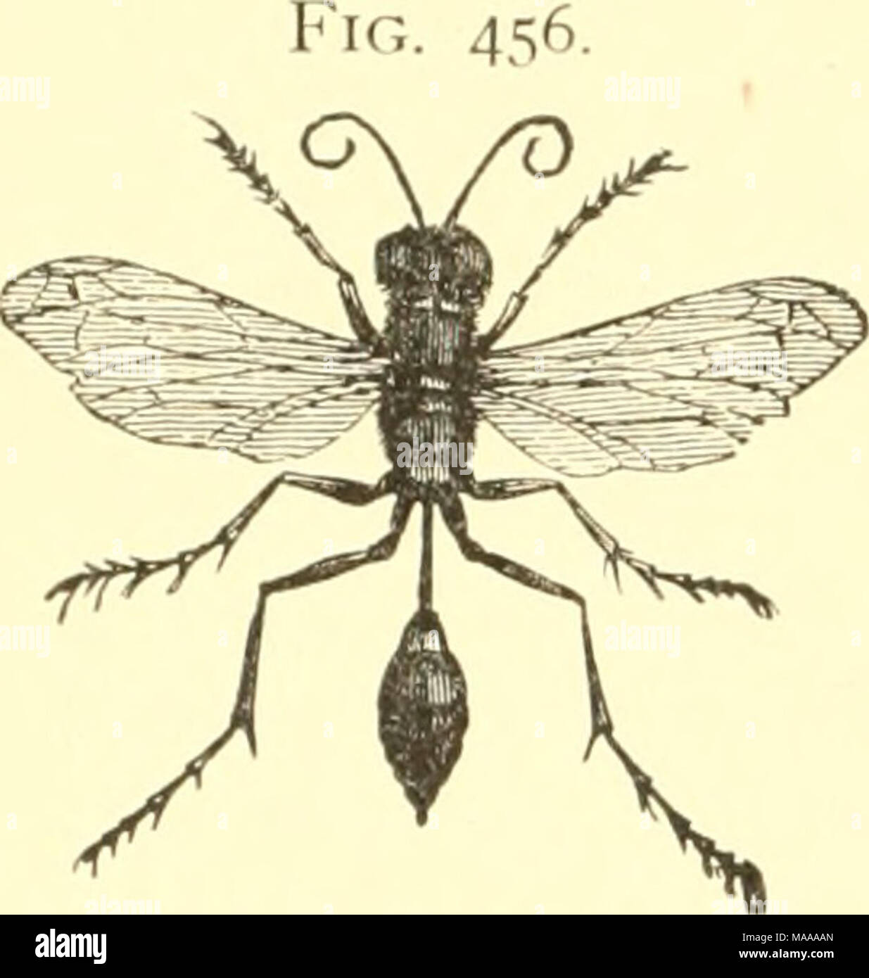 . Entomologia economica per gli agricoltori e i coltivatori di frutta e per uso come un libro di testo nelle scuole agrarie e collegi; . 402 Un economico entomologia. collegato con il torace per mezzo di un lungo peduncolo o pedicel. Questi appartengono alla famiglia SphecidcE, di cui la maggior parte costruiscono i loro nidi metropolitana e la loro disposizione con ragni, bruchi, o altre larve. Altri, noto come " fango-daubers", specie di Pehpoeiis, gesso i loro nidi contro out-case, in tutti i tipi di angoli e sotto tutti i tipi di rifugi. Essi sono a volte costruito singolarmente, ma di solito in gruppi e possono con Foto Stock