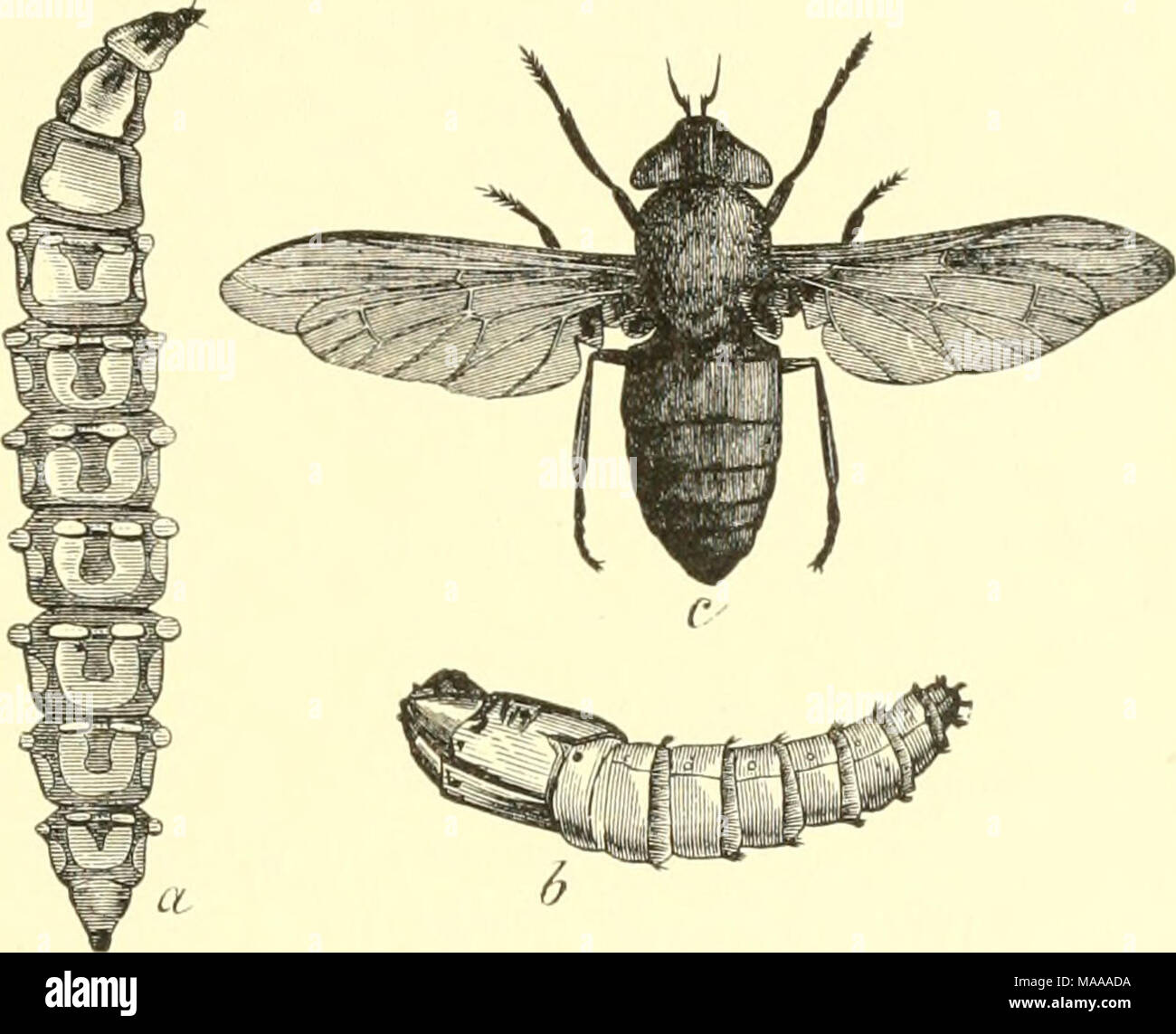 . Entomologia economica per gli agricoltori e i coltivatori di frutta e per uso come un libro di testo nelle scuole agrarie e collegi; . Horse-fly, Tabanns atratus.-,2.x2L io!", pupa ; <:, adulto. accreditata di qualche beneficio, fatto che essi abitano luoghi frequentati da insetti dannosi ; ma nella migliore delle ipotesi sono innocui, a differenza dei loro genitori in questo come in tutti gli altri aspetti. Cavalli guidato attraverso i distretti mal infestato da questi insetti devono essere arredate con una pezza di rete e, se esso è necessario per tenere gli animali in qualsiasi momento esposti ad attacchi, l'olio di pesce e auto- bolic miscela di acido già recommen Foto Stock