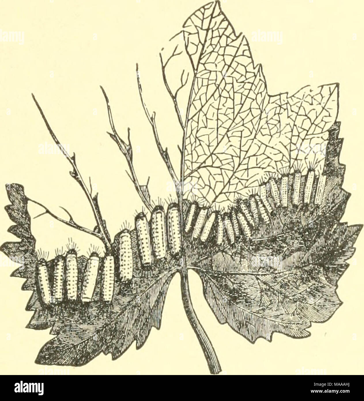 . Entomologia economica per gli agricoltori e i coltivatori di frutta e per uso come un libro di testo nelle scuole agrarie e collegi; . Uva-anta su cui hirvit- del cappello 1 hina atnericaua alimentare. Entriamo ora in una serie di specie di bruchi di cui sono noti come " lanosi orsi," dal fatto che essi sono tutti rivestiti con i capelli lunghi. In alcuni casi questo tipo di capello è così denso che il corpo del bruco di per sé non può essere visto a tutti, e tutti questi sono di serie Ardiid. Essi spin una piccola quantità di seta solo e utilizzare i capelli con cui essi sono rivestiti di con- giunzione con i Foto Stock