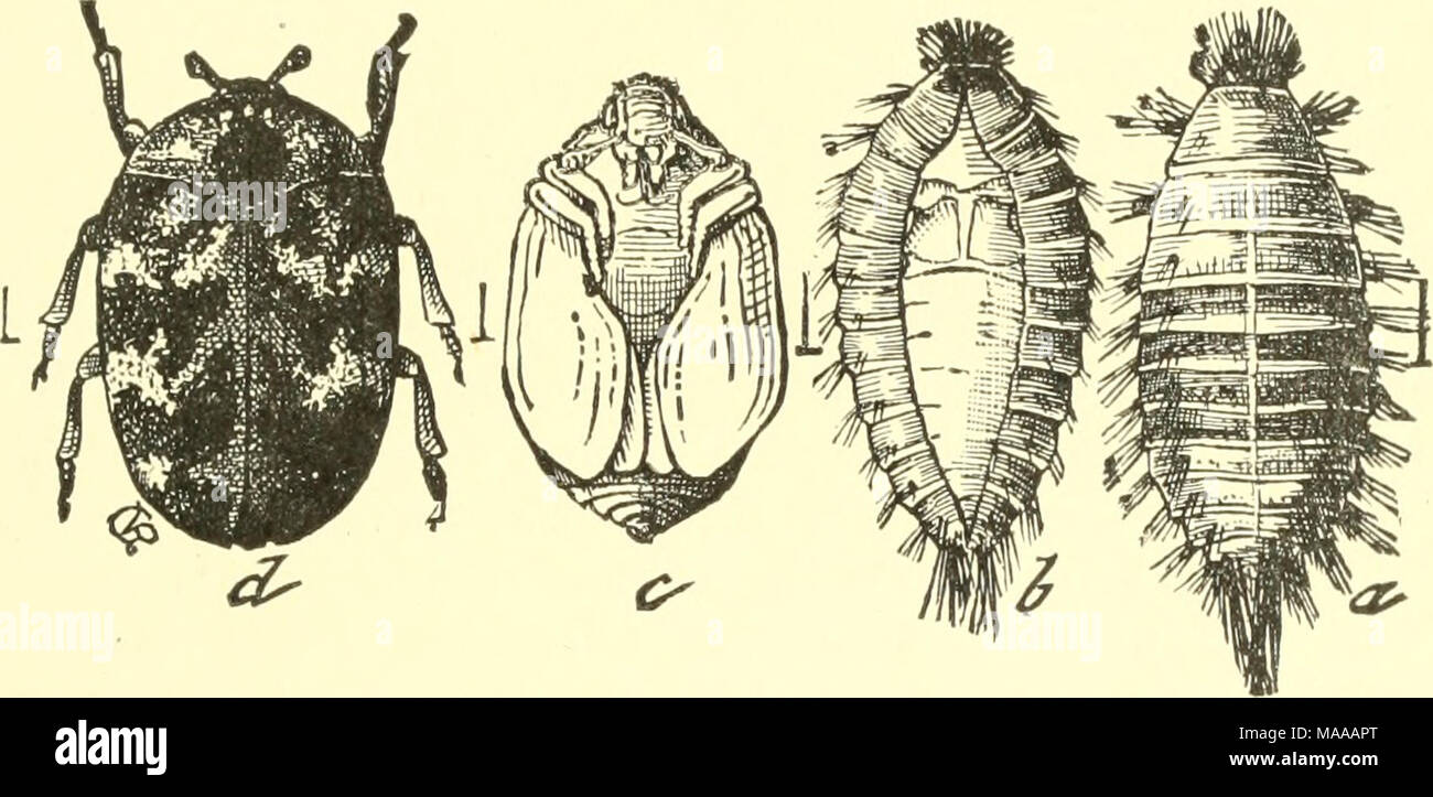 Entomologia economica per gli agricoltori e i coltivatori di frutta e per  uso come un libro di testo nelle scuole agrarie e collegi; . La  moquette-maggiolino, Anthtenus scyophularitr.-a, larva; h, pelle