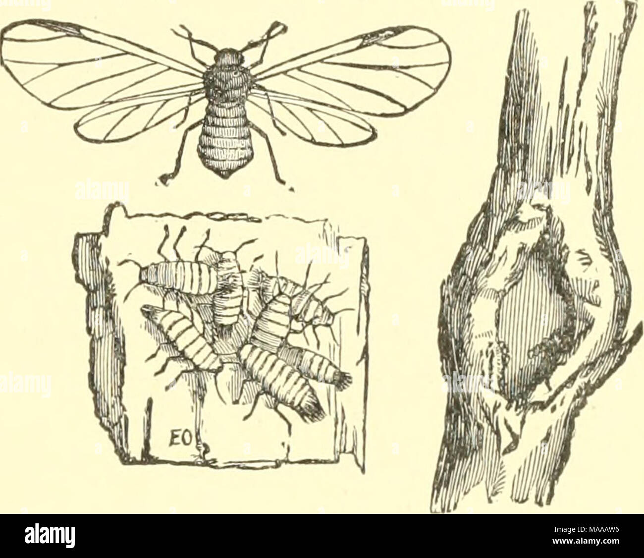 . Entomologia economica per gli agricoltori e i coltivatori di frutta e per uso come un libro di testo nelle scuole agrarie e collegi; . Lanosi apple-pidocchio, Schizoneura lanigrra: visualizza ing un gruppo di campioni sulla corteccia, una fessura su un ramo in cui essi si radunano, e una forma alata. "Impianto di lana-lice", appartenente alla g^nws Schizoneura. Questi stessi di copertura con una secrezione che assomigliano a fine fibra cotonosi, che nasconde la loro più o meno completamente. In tal modo vi può sembrare ciuffi di cot P " ton attaccato a foglie e ramoscelli, al di sotto di ciascuna delle quali troviamo, come sempre, una grande massa di impianto Foto Stock