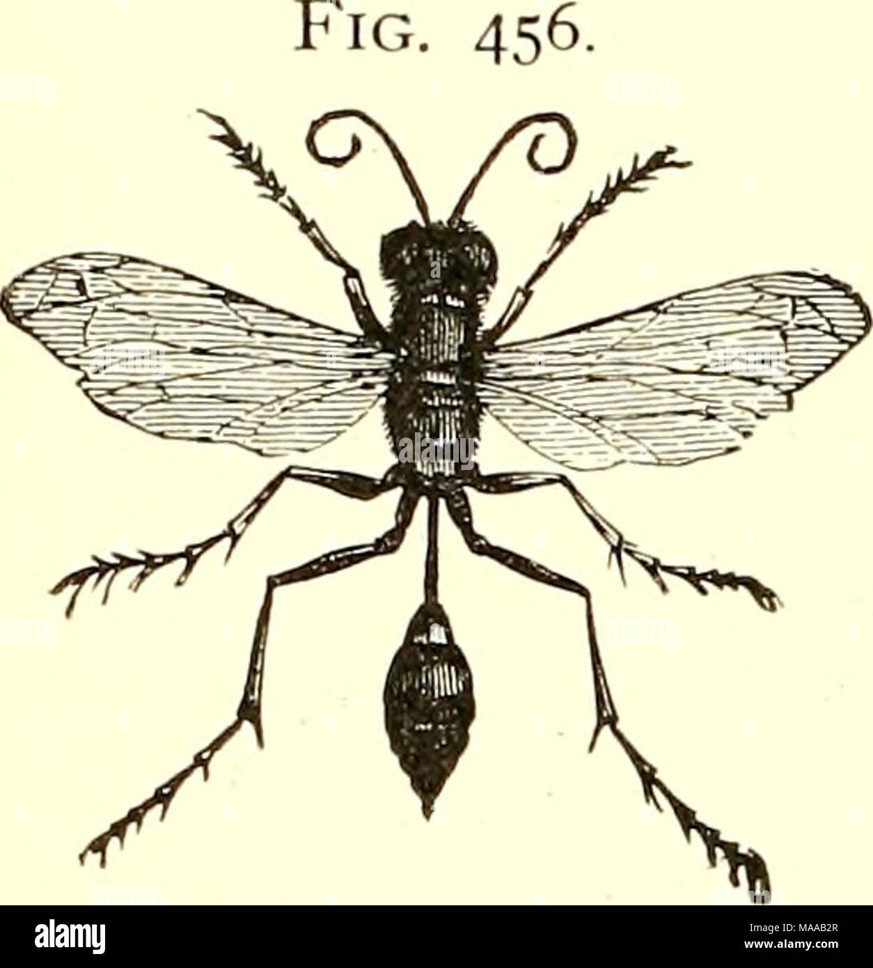 . Entomologia economica per l'agricoltore e frutta-coltivatore [microformati] : e per uso come un libro di testo nelle scuole agrarie e collegi . 40 2 Un economico entomologia. collegato con il torace per mezzo di un lungo peduncolo o pedicel. Questi appartengono alla famiglia SphecidcB, di cui la maggior parte costruiscono i loro nidi metropolitana e la loro disposizione con ragni, bruchi, o altre larve. Altri, noto come "il fango-daubers", specie di Pelopoeus, gesso i loro nidi contro out-case, in tutti i tipi di angoli e sotto tutti i tipi di rifugi. Essi sono a volte costruito singolarmente, ma di solito in gruppi e Foto Stock
